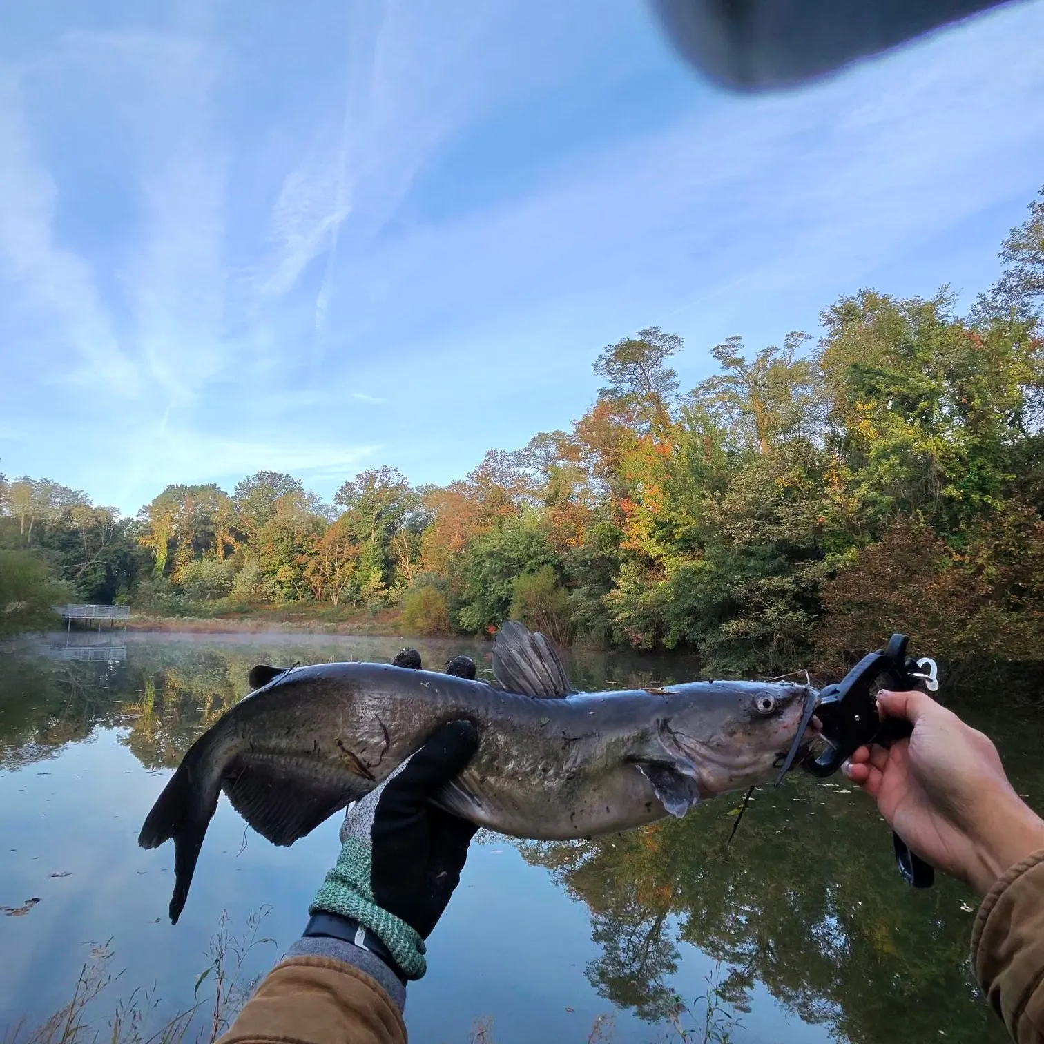 Channel catfish caught on Fishbrain