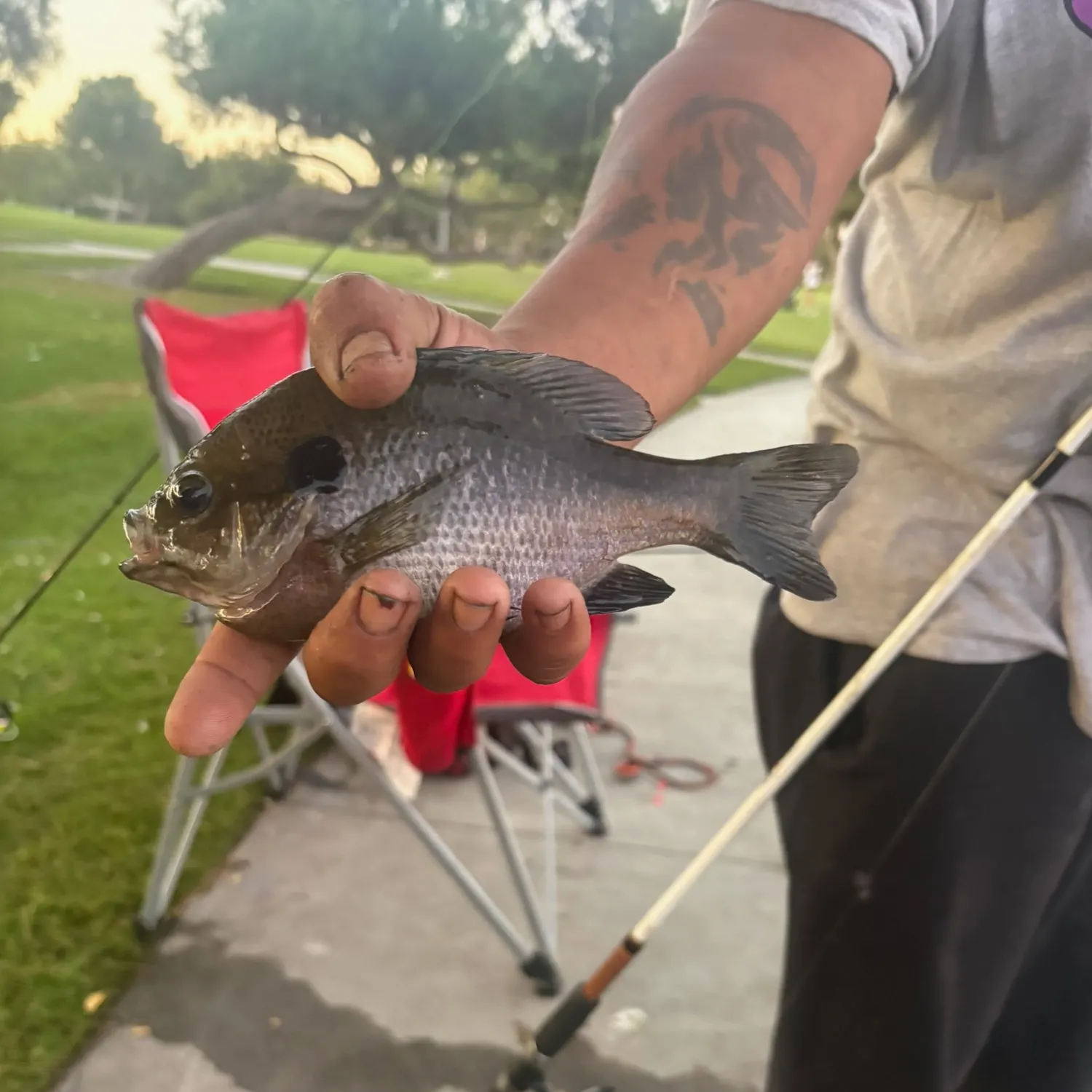 Bluegill caught on Fishbrain