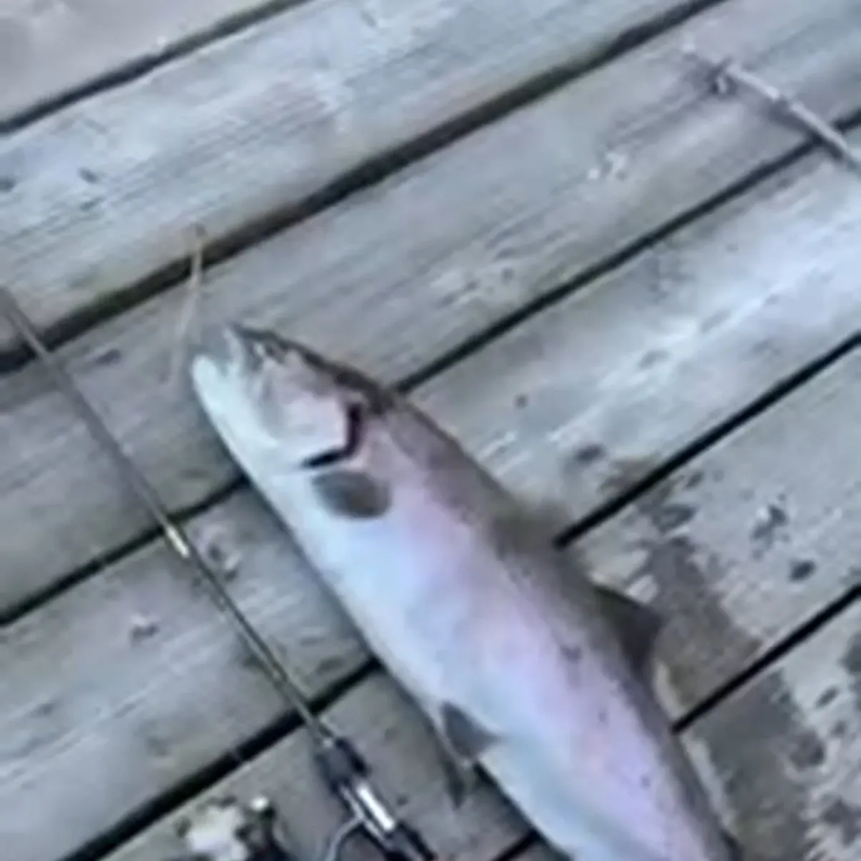 The most recent Great basin redband trout catches on Fishbrain