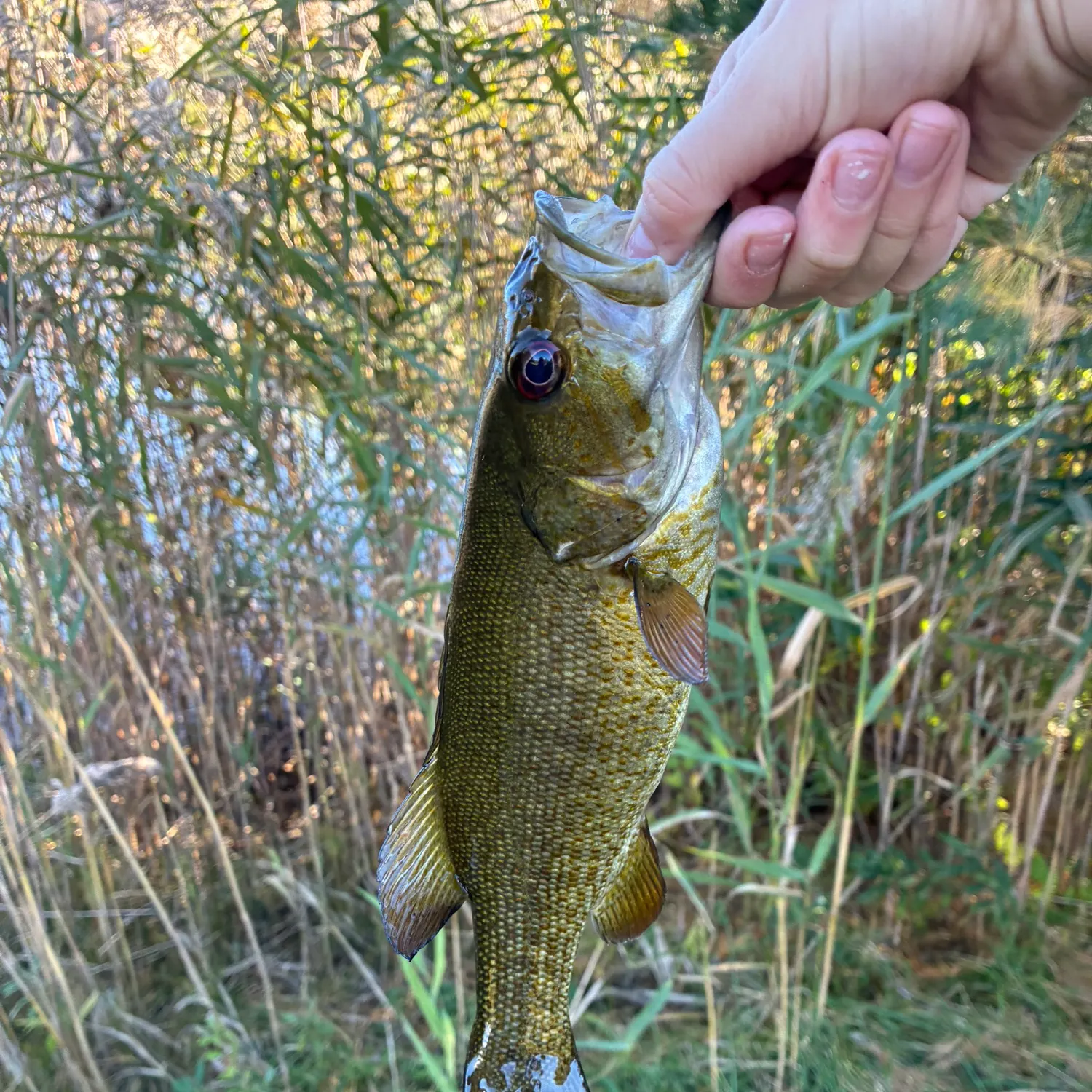 Smallmouth bass caught on Fishbrain