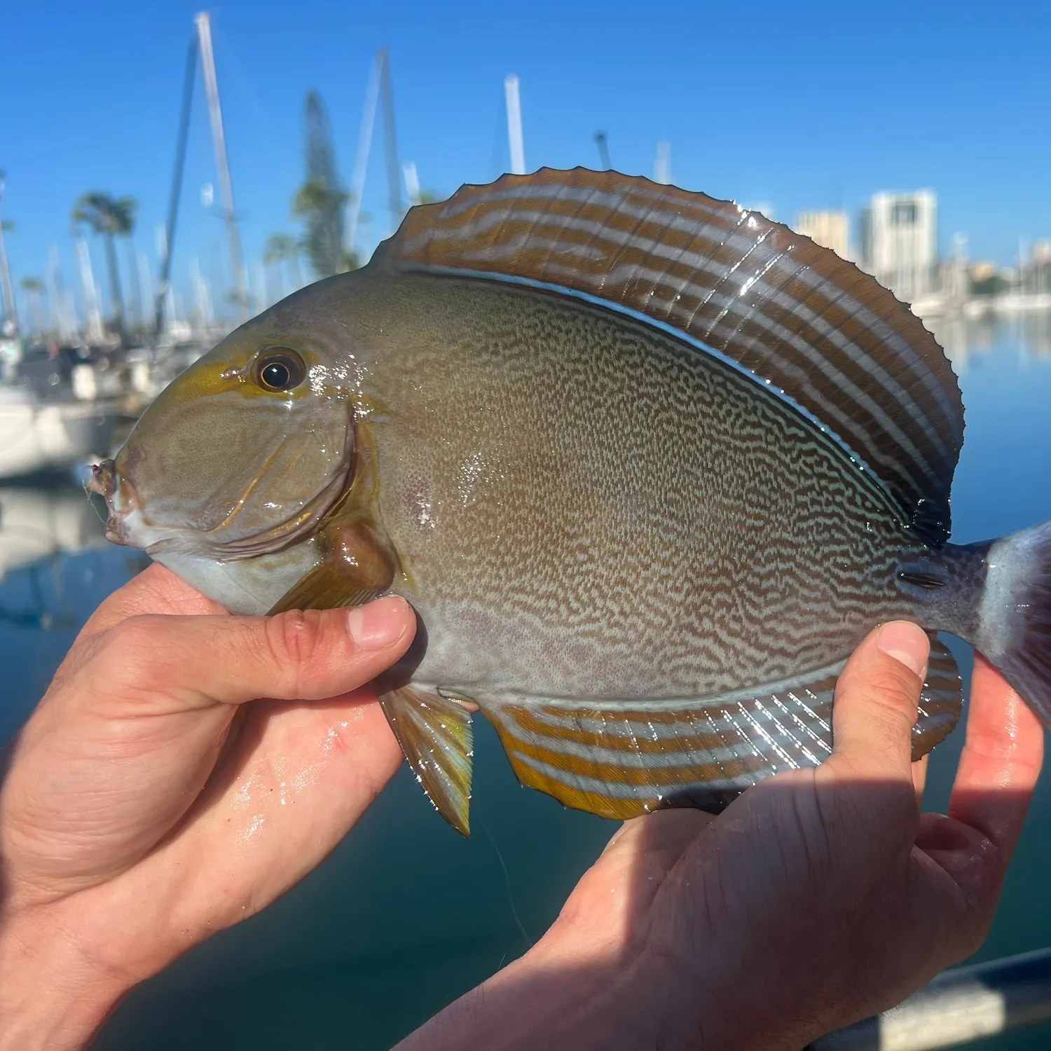 The most popular recent Yellowfin surgeonfish catch on Fishbrain