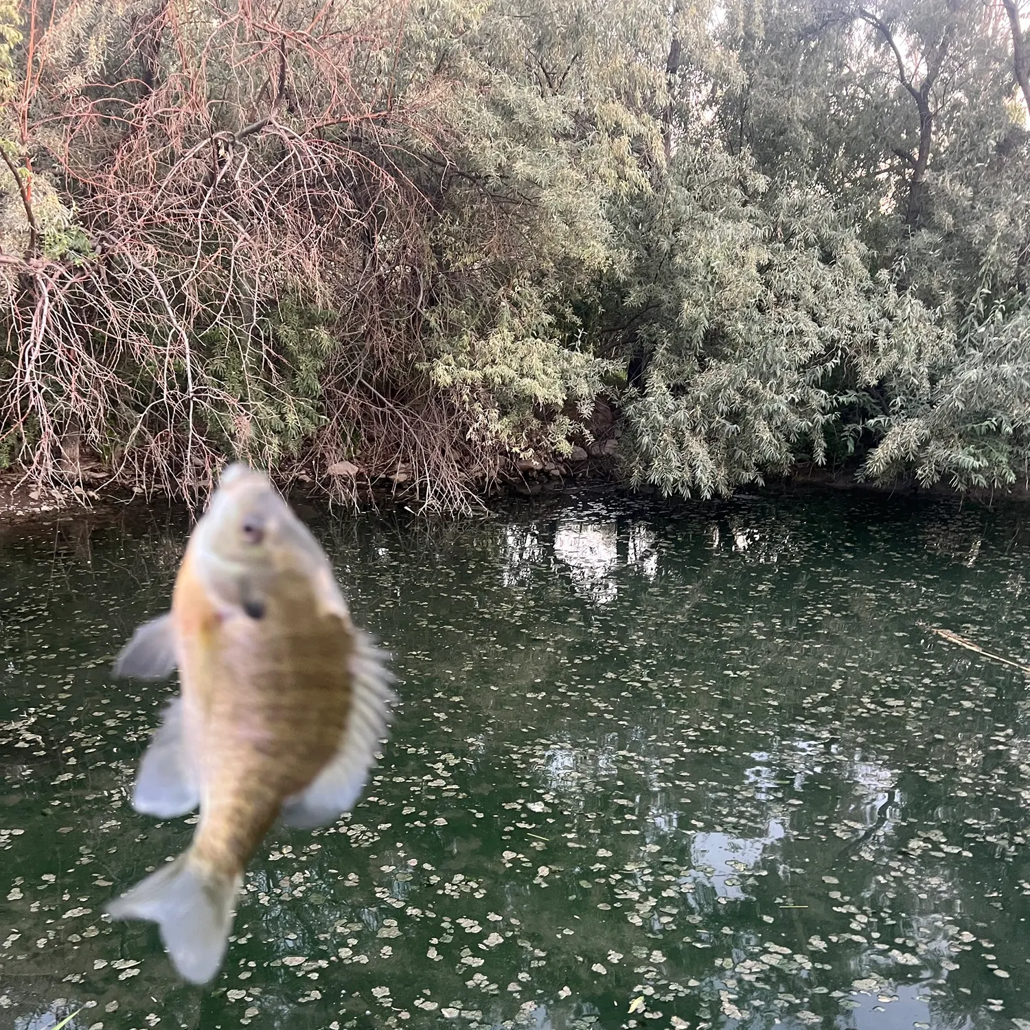 Bluegill caught on Fishbrain