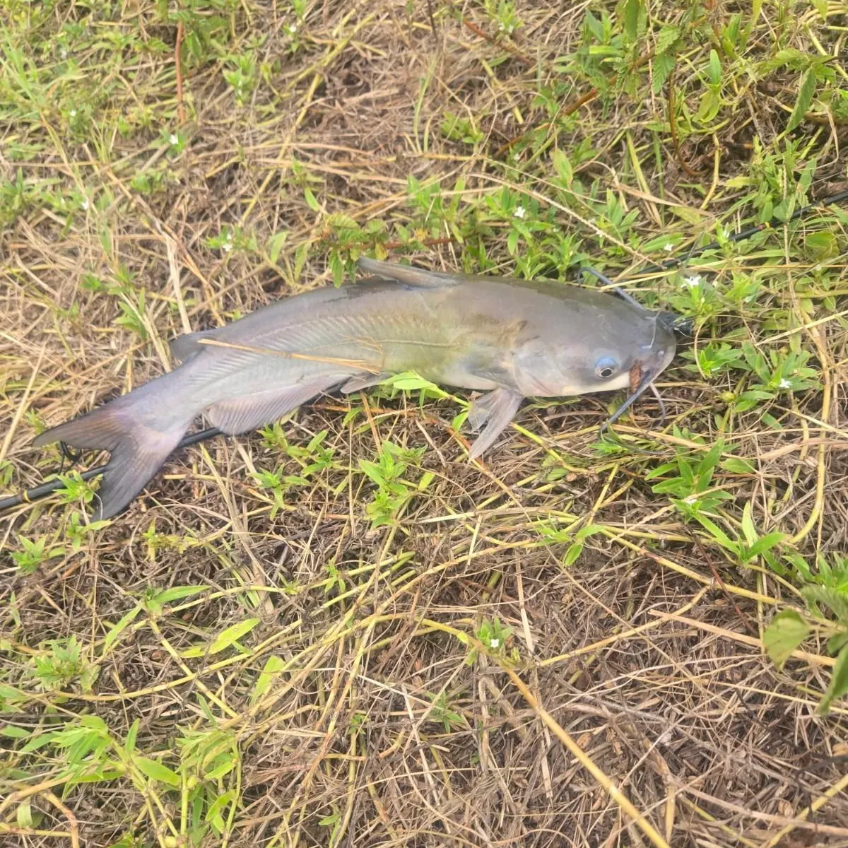 Channel catfish caught on Fishbrain