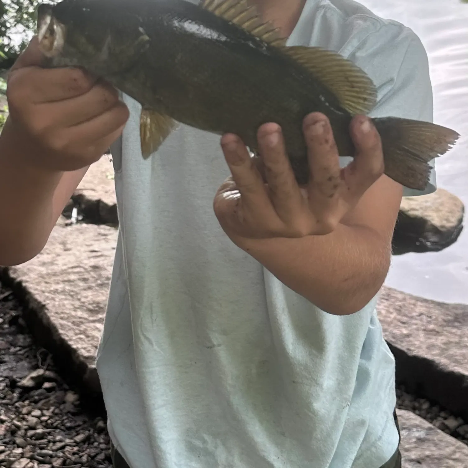 Smallmouth bass caught on Fishbrain