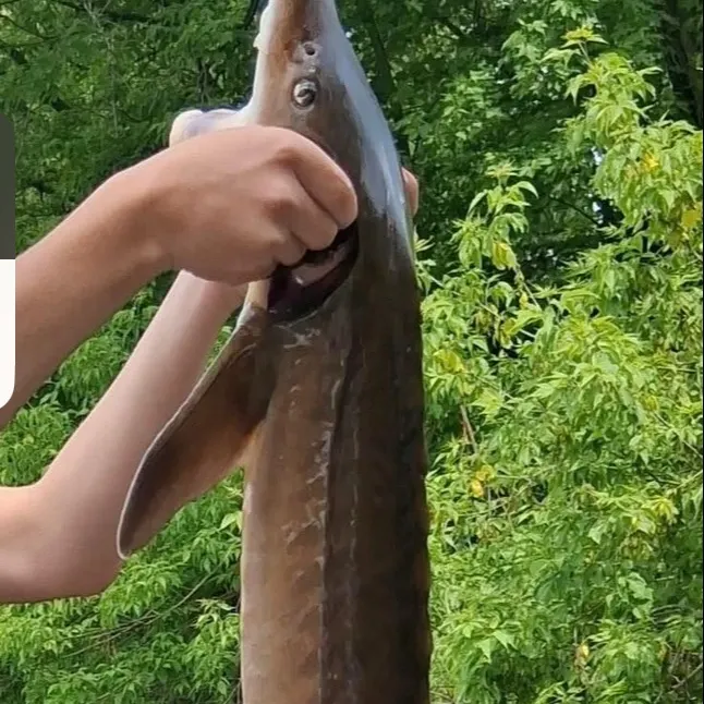Lake sturgeon caught on Fishbrain