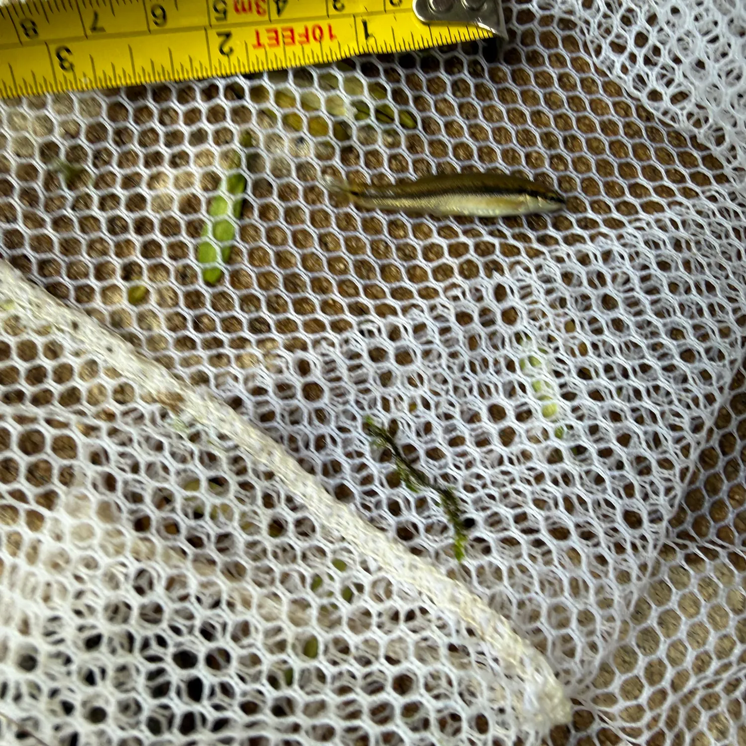 The most recent Eastern blacknose dace catches on Fishbrain