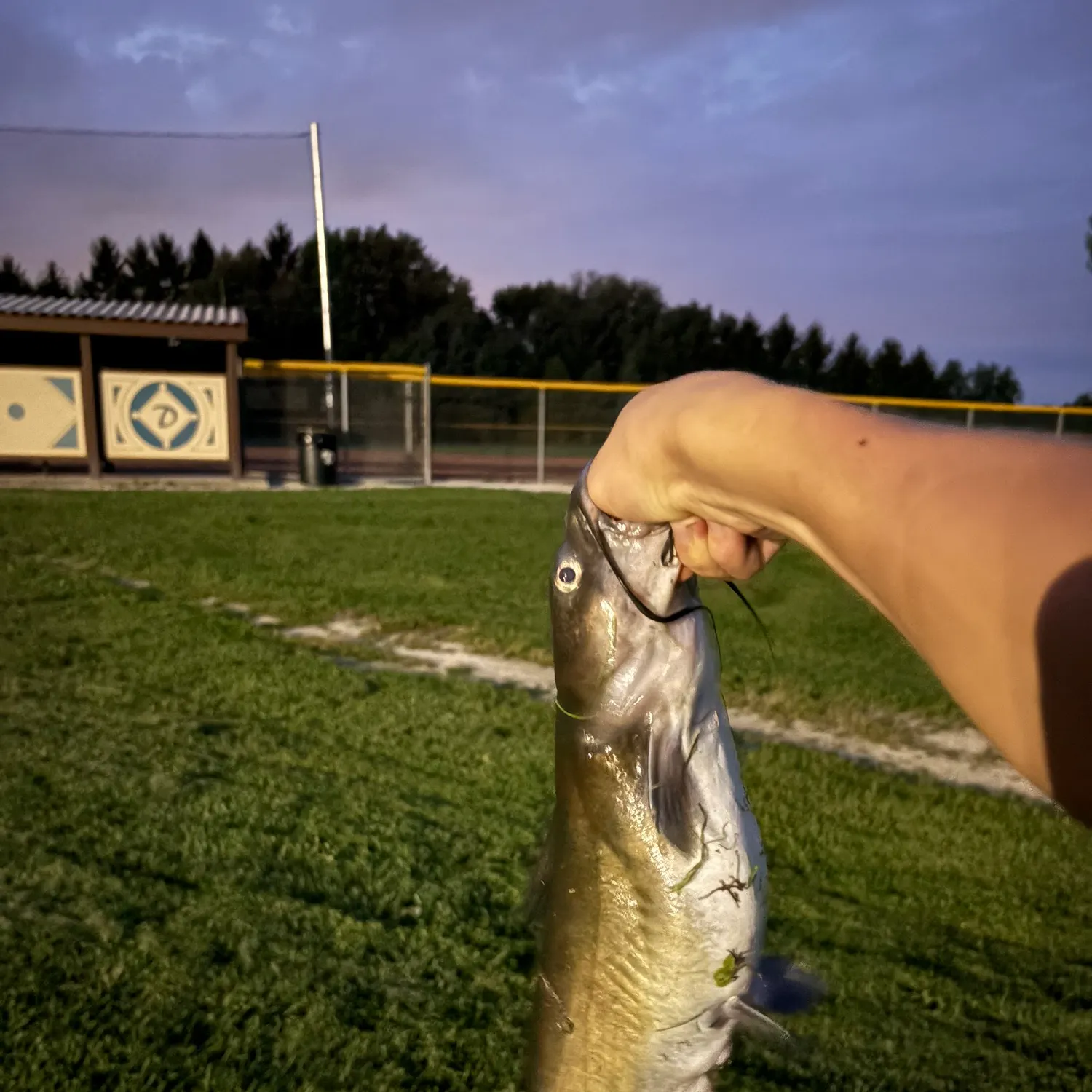 Channel catfish caught on Fishbrain