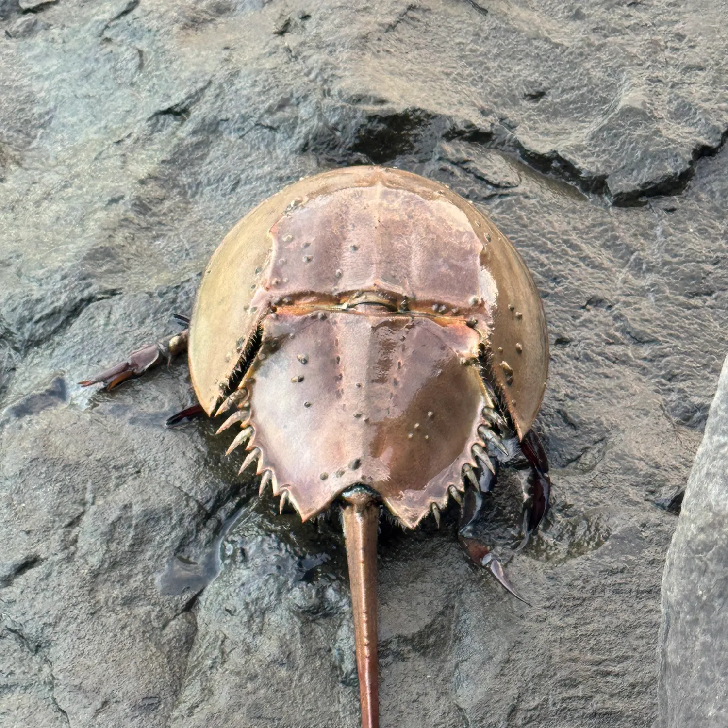 Atlantic horseshoe crab caught on Fishbrain