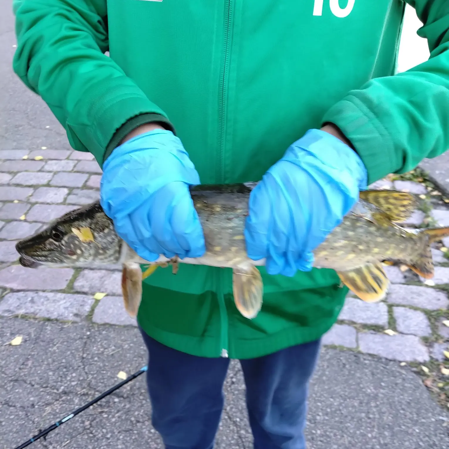 Northern pike caught on Fishbrain