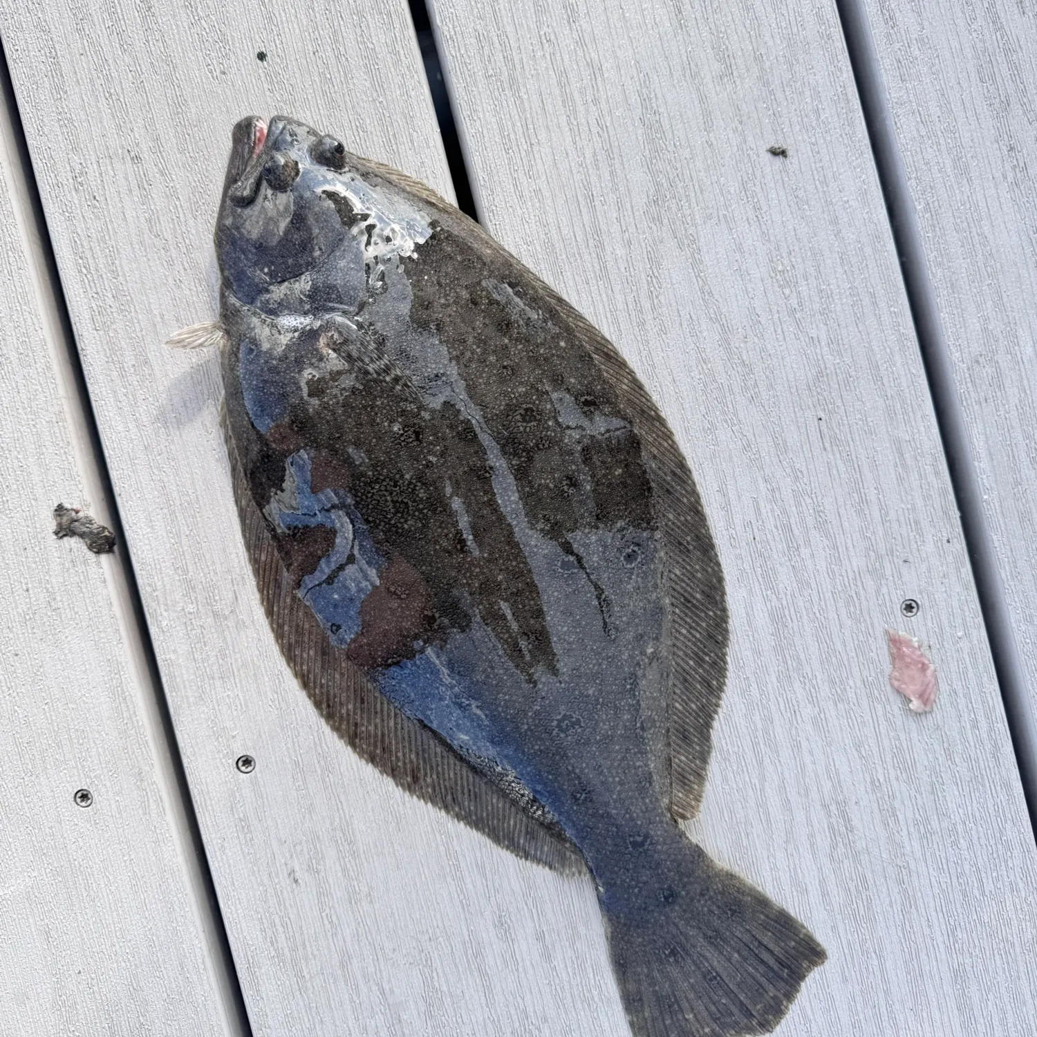 Summer flounder caught on Fishbrain