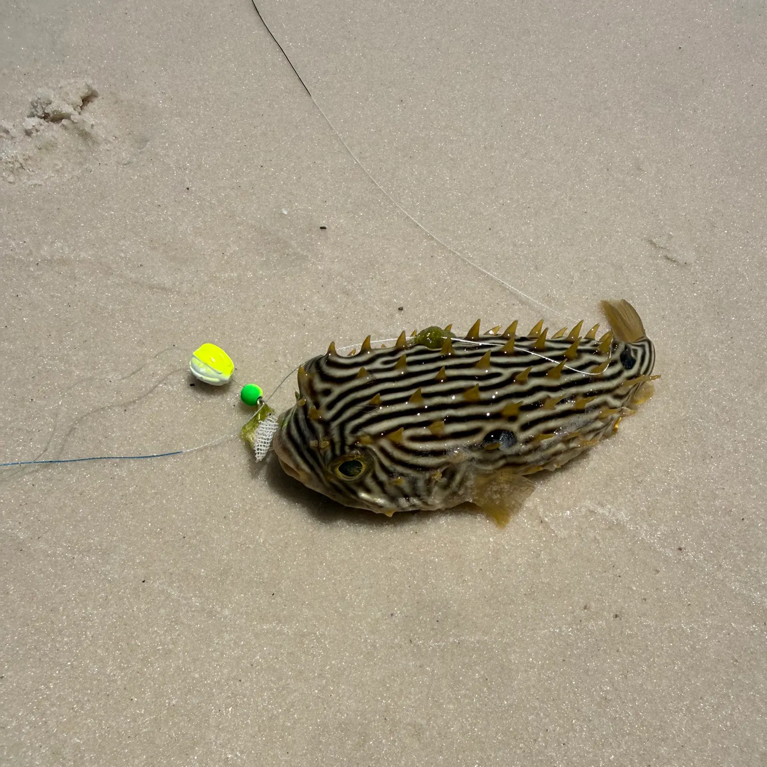 The most recent Striped burrfish catches on Fishbrain