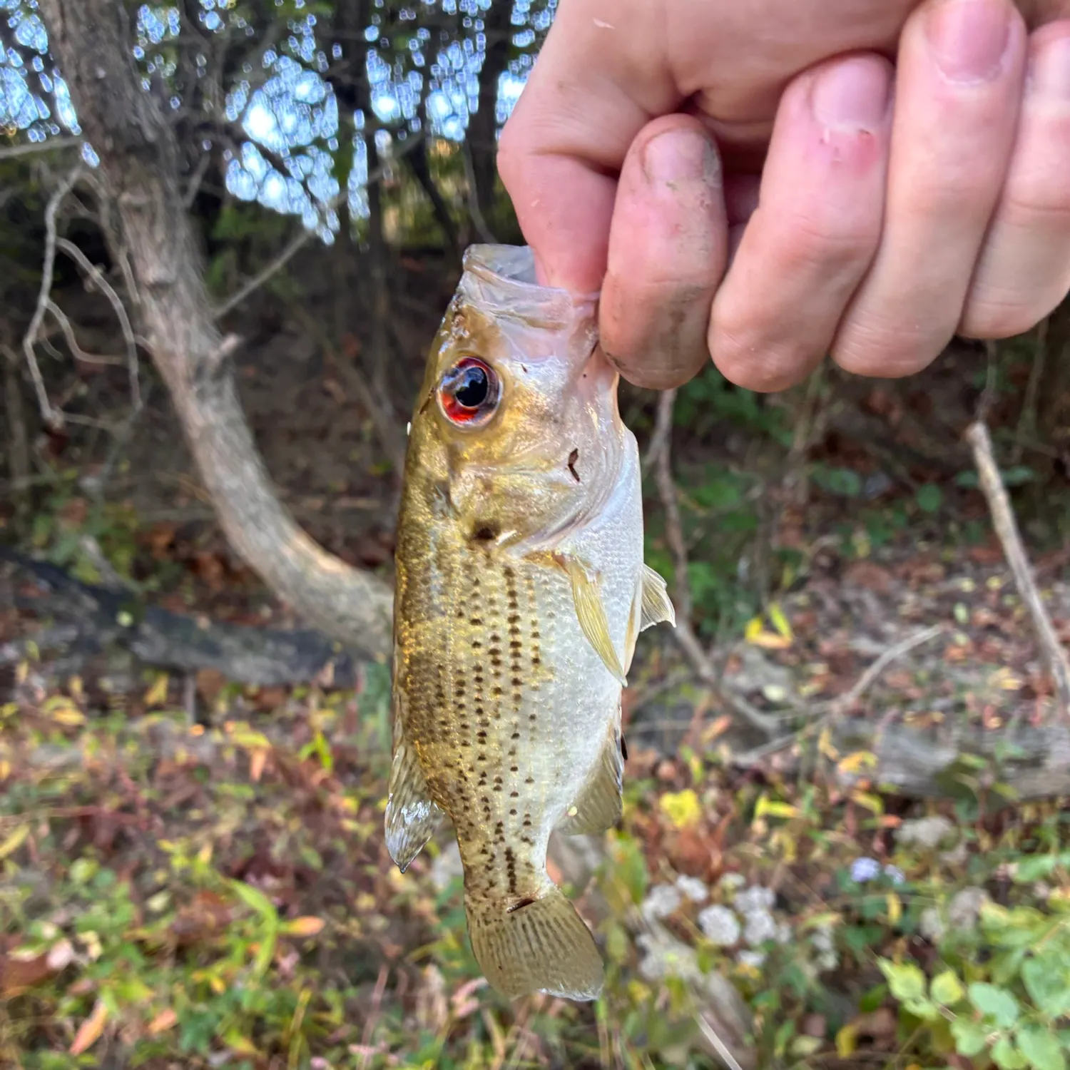 Rock bass caught on Fishbrain