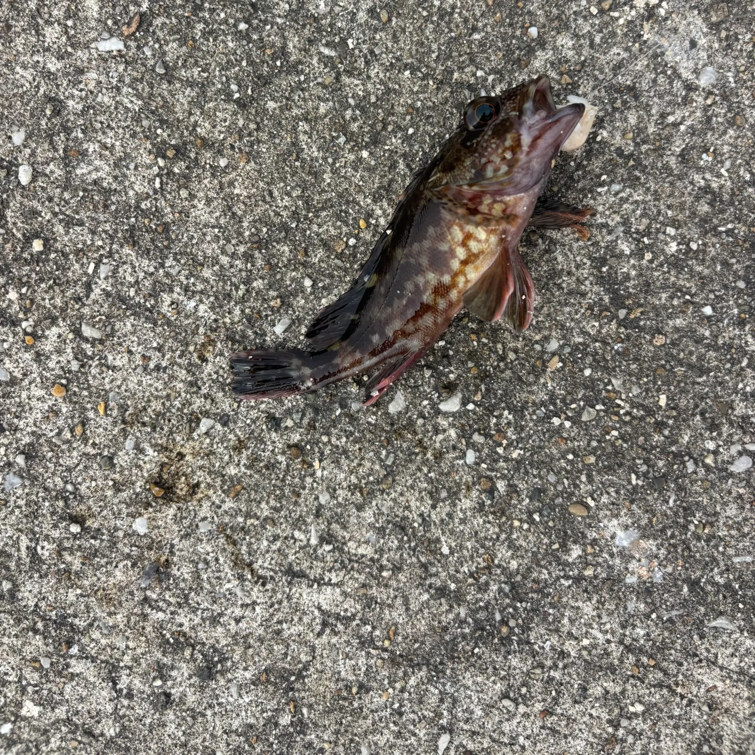 The most recent Marbled Rockfish catches on Fishbrain