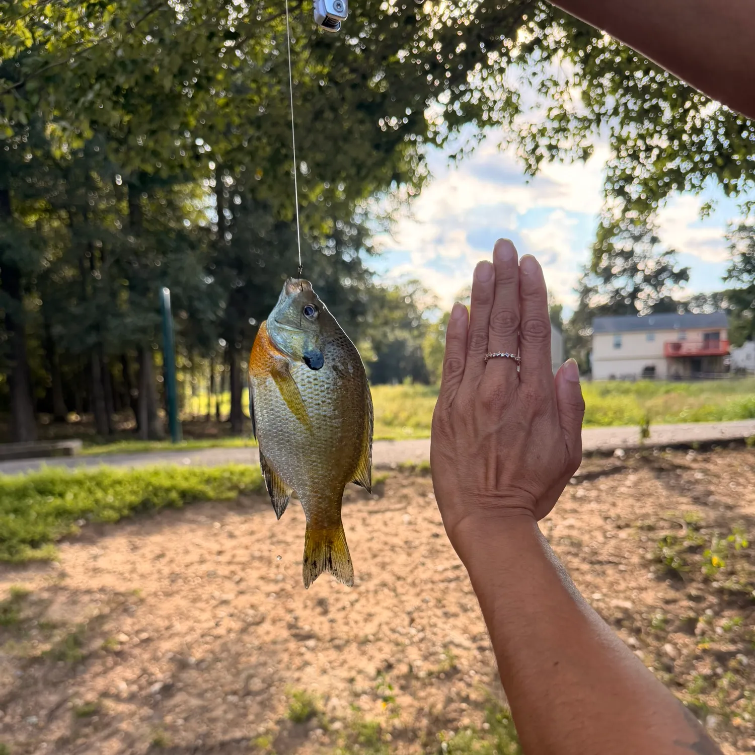 Bluegill caught on Fishbrain
