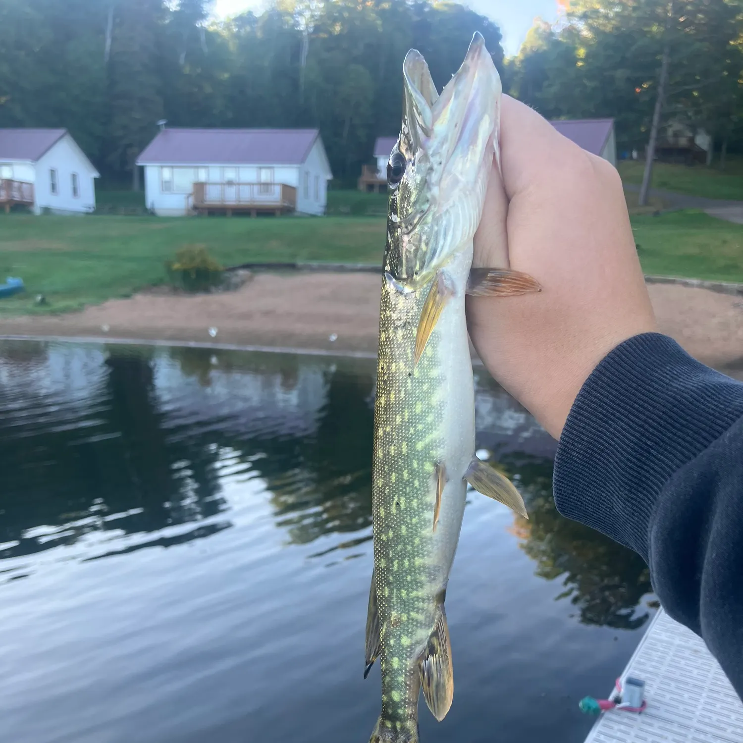 Northern pike caught on Fishbrain