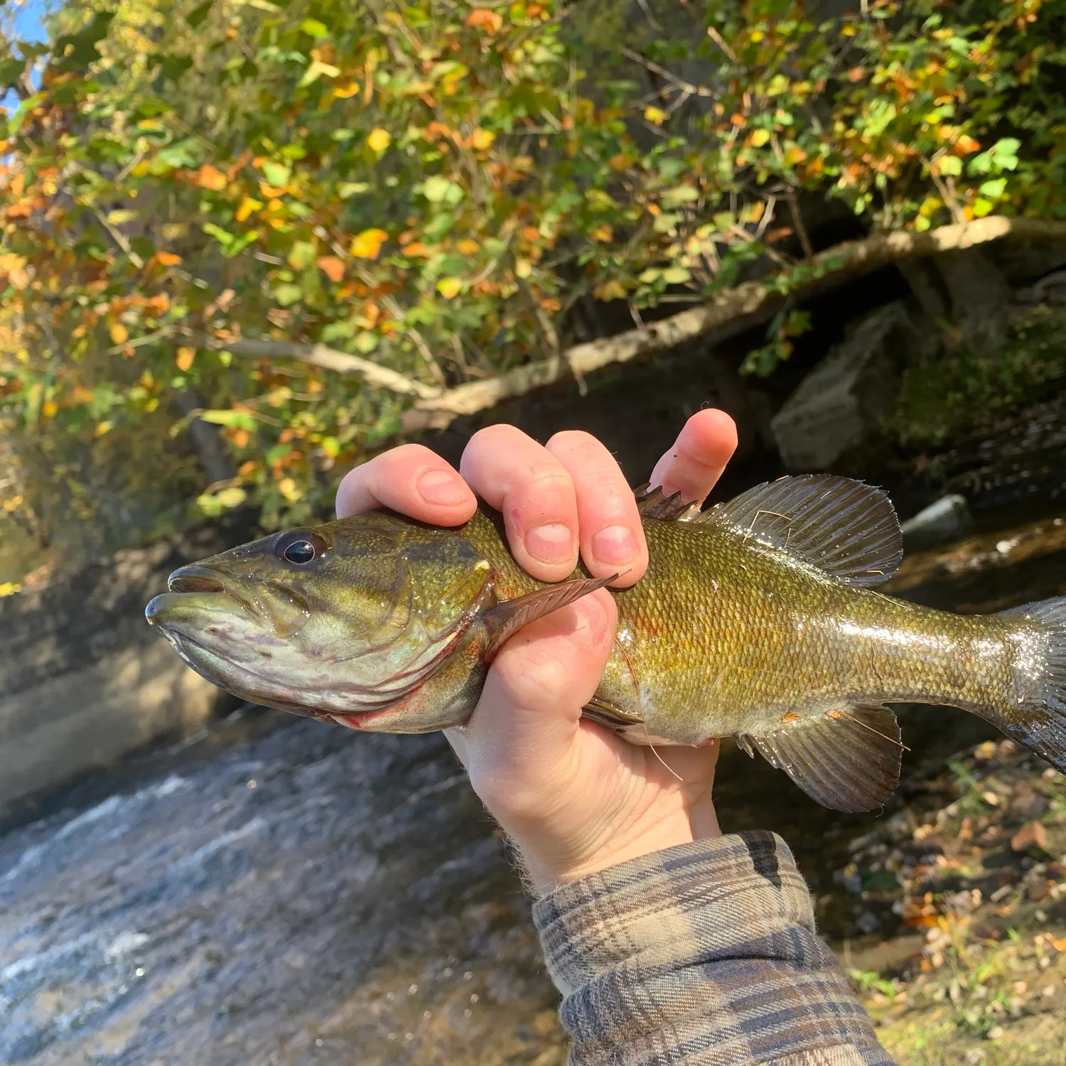 Smallmouth bass caught on Fishbrain