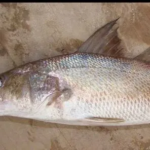 The most recent King George whiting catches on Fishbrain