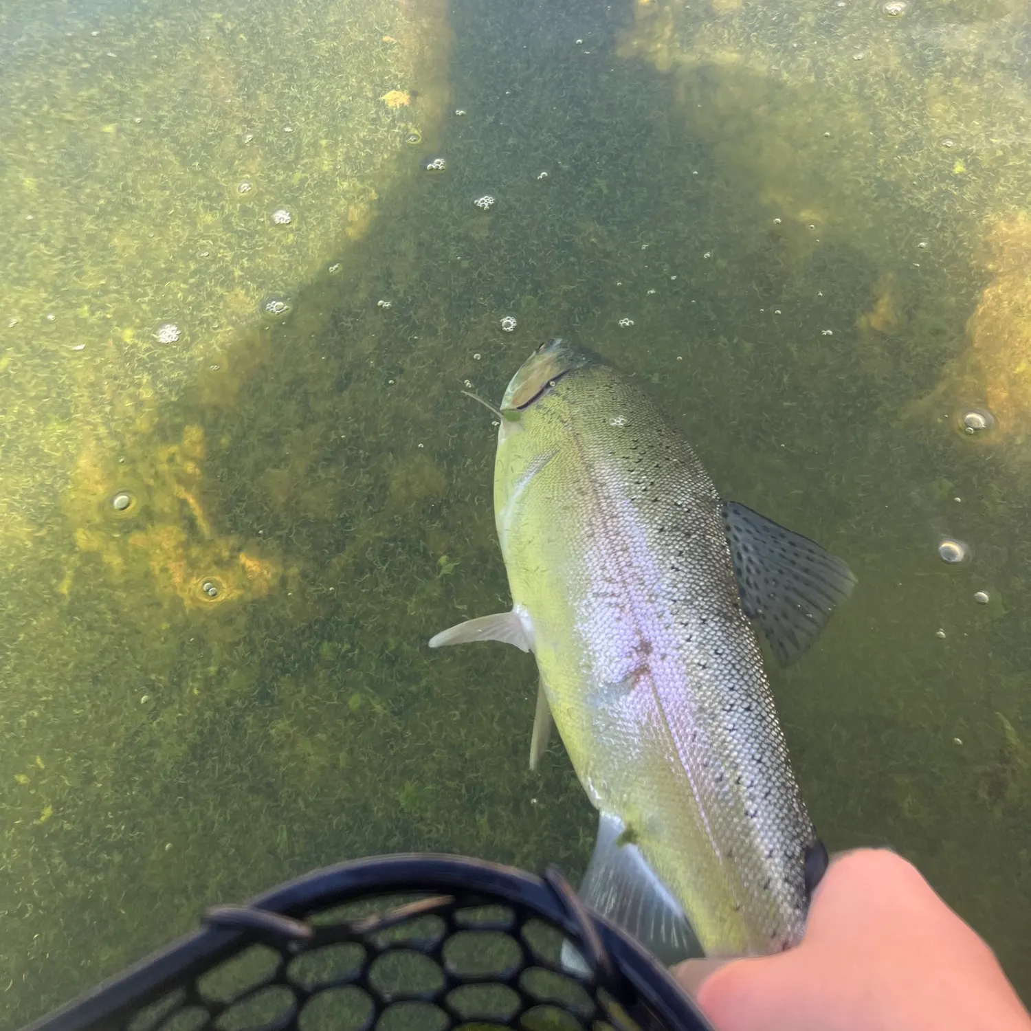 Rainbow trout caught on Fishbrain