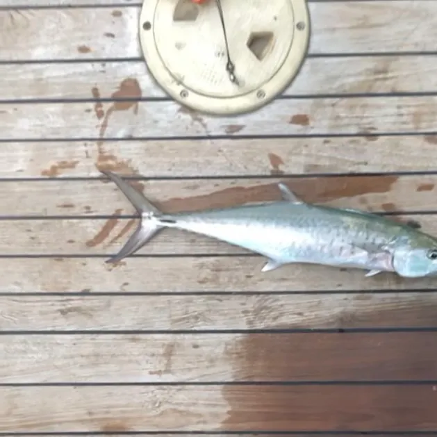 King mackerel caught on Fishbrain