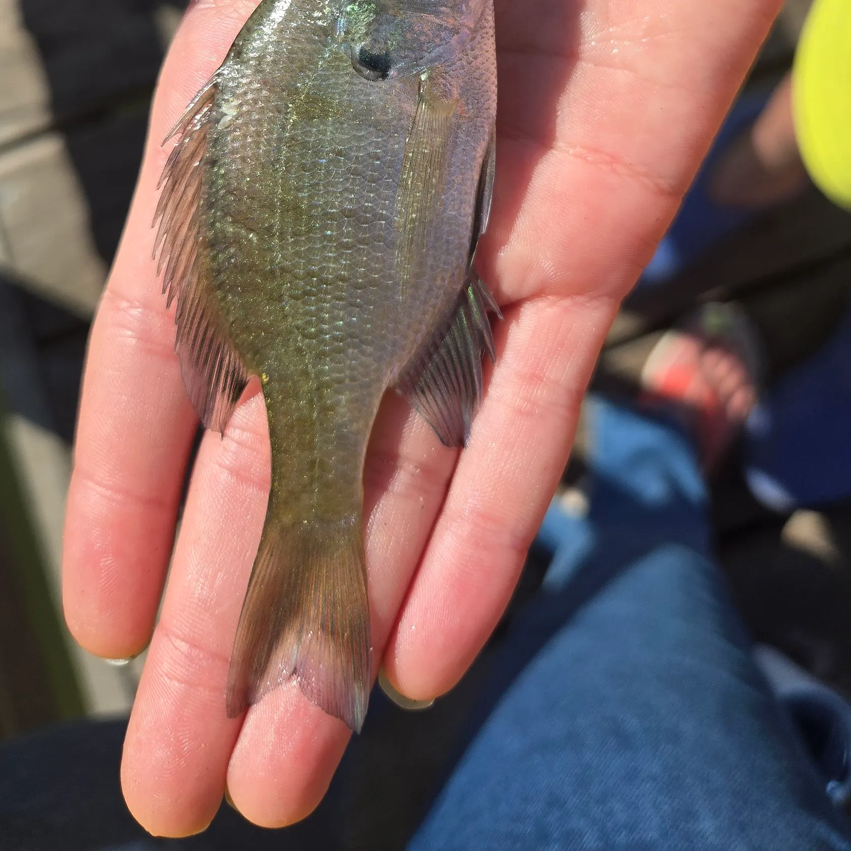 Bluegill caught on Fishbrain