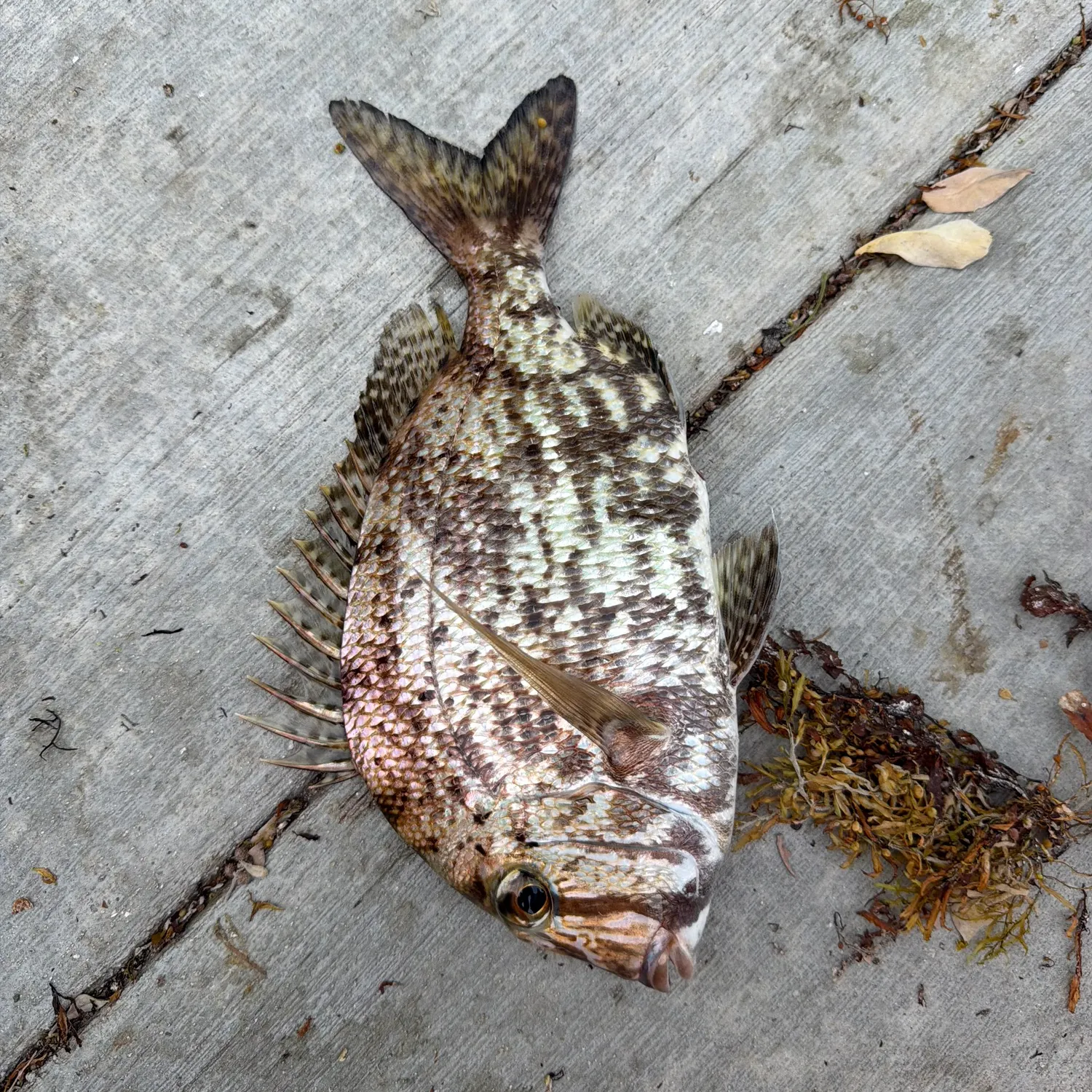The most recent Pacific porgy catches on Fishbrain