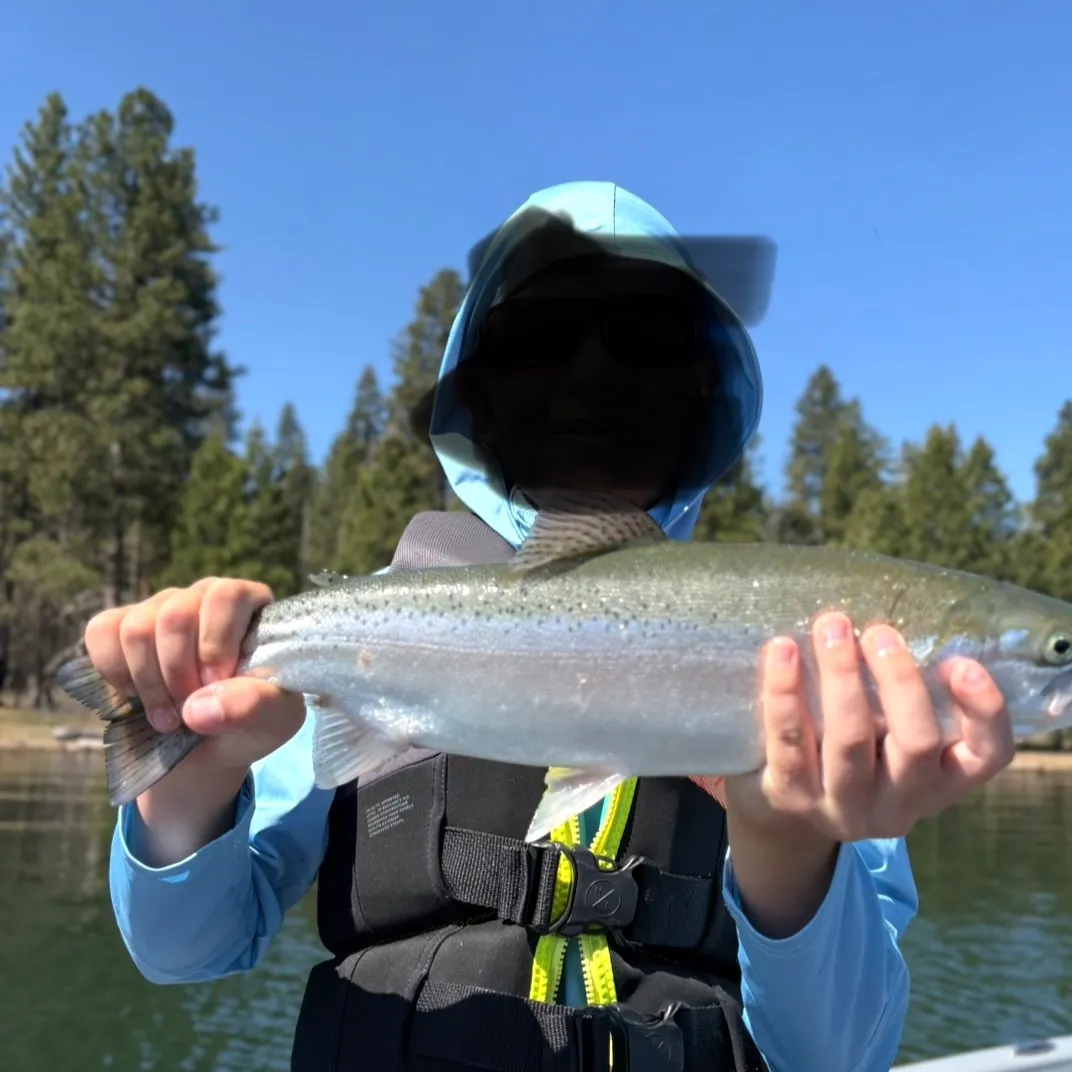 Rainbow trout caught on Fishbrain