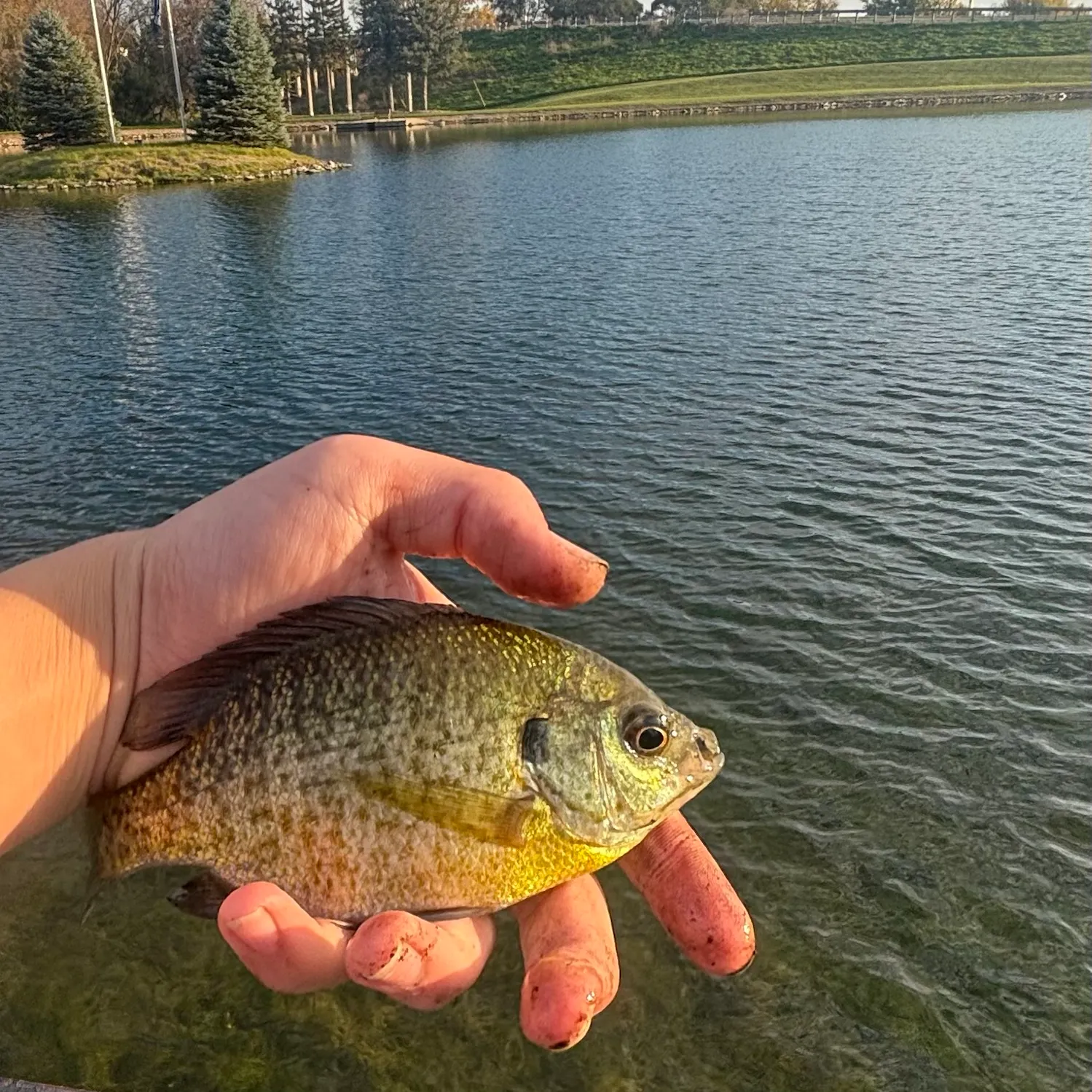 Bluegill caught on Fishbrain