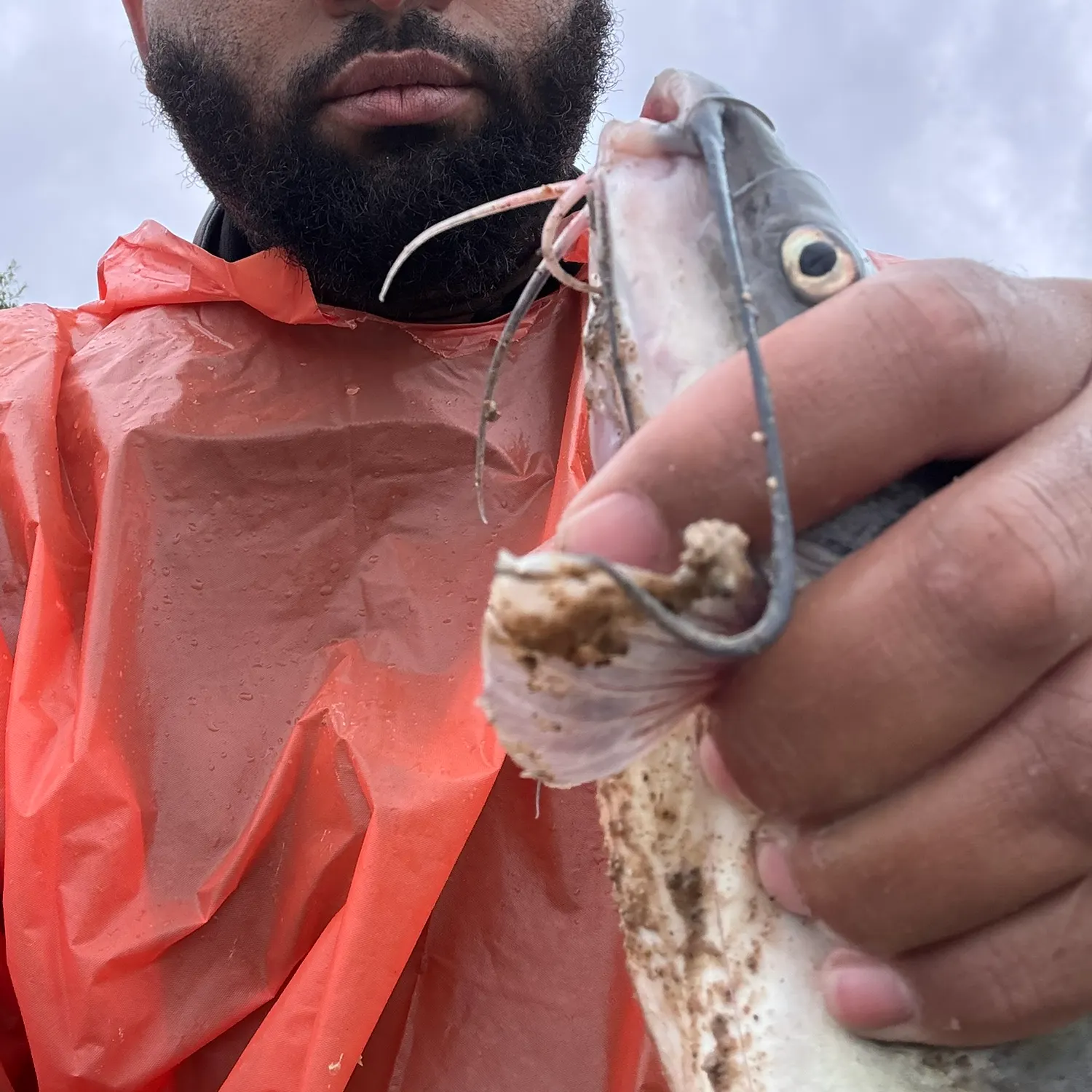 Channel catfish caught on Fishbrain