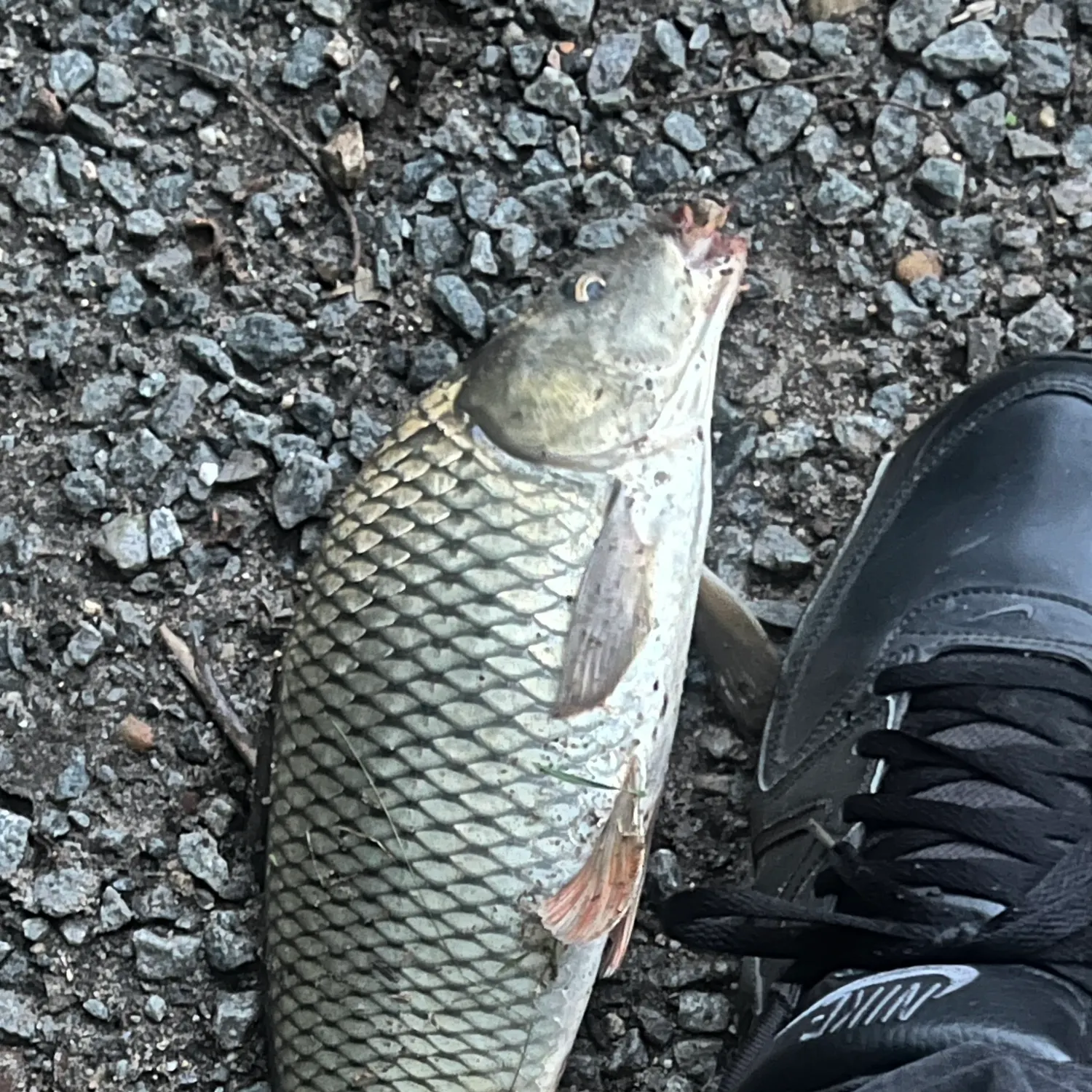 Fish caught on Fishbrain