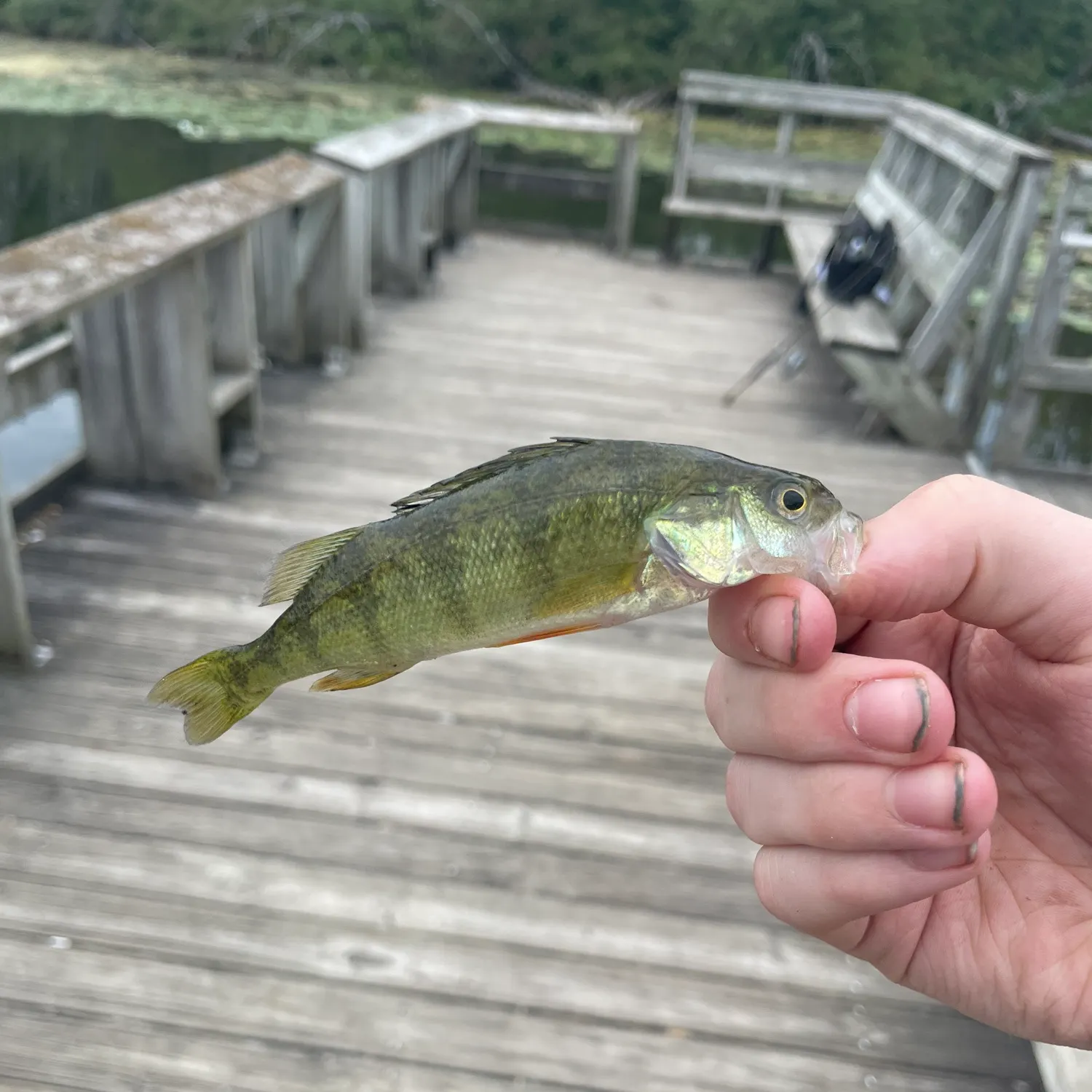 Fish caught on Fishbrain