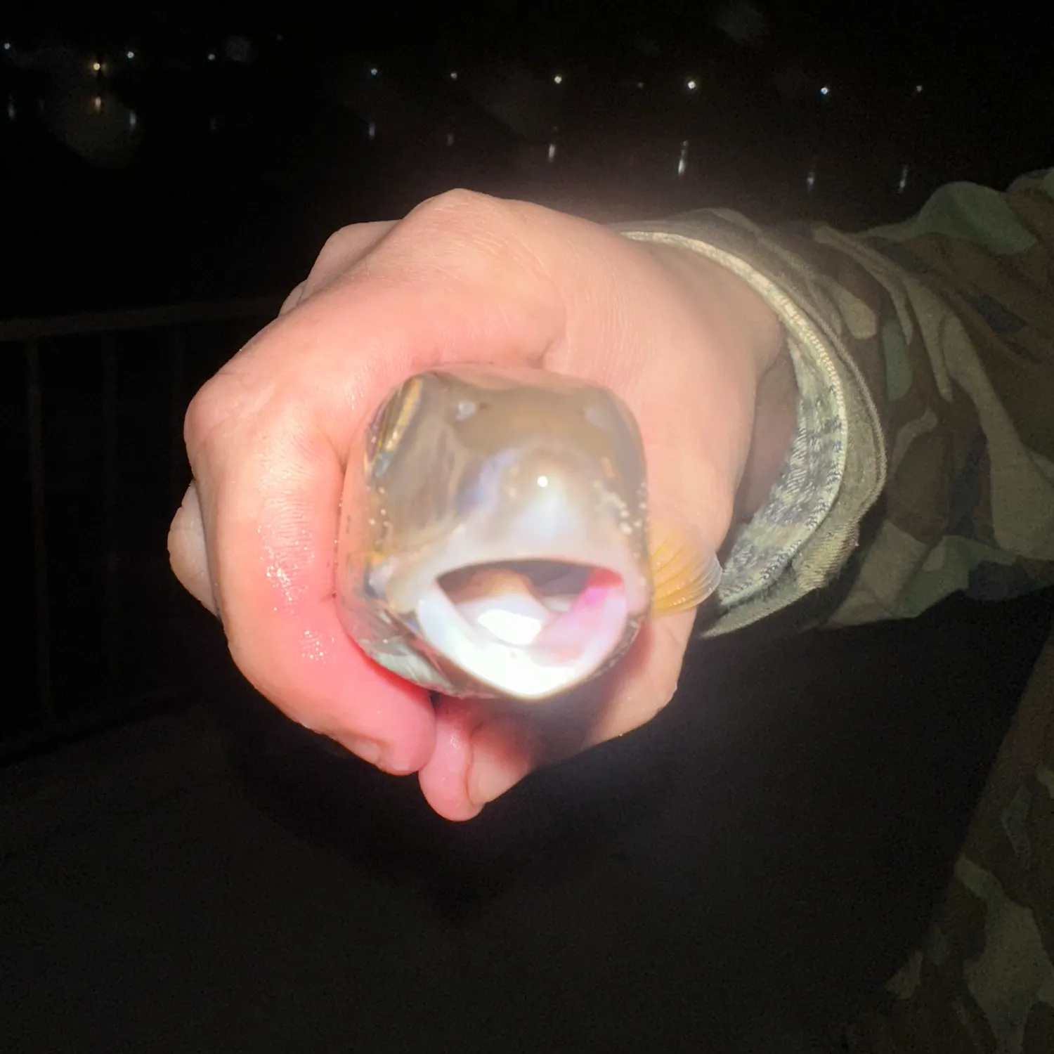The most recent Cortez bonefish catches on Fishbrain