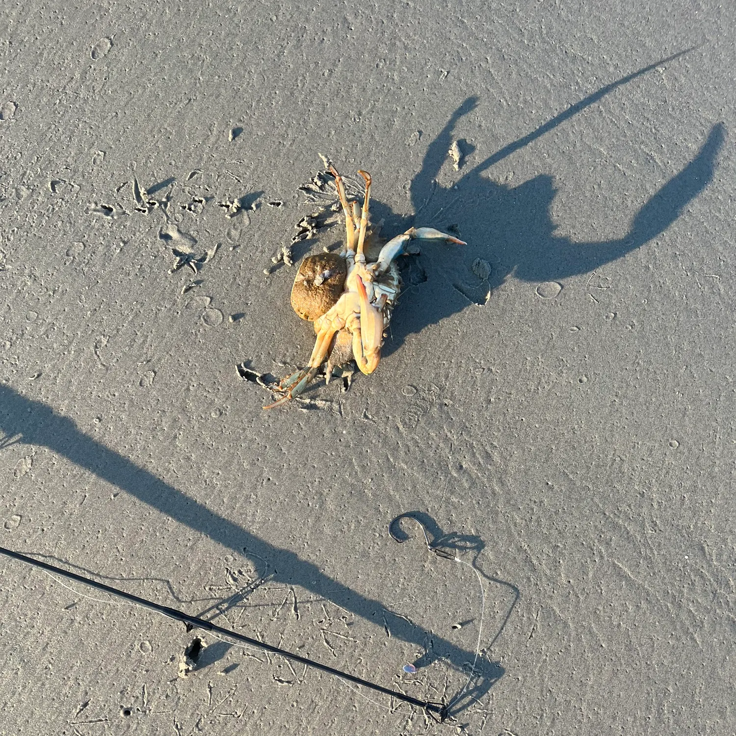 The most recent Threespot swimming crab catches on Fishbrain