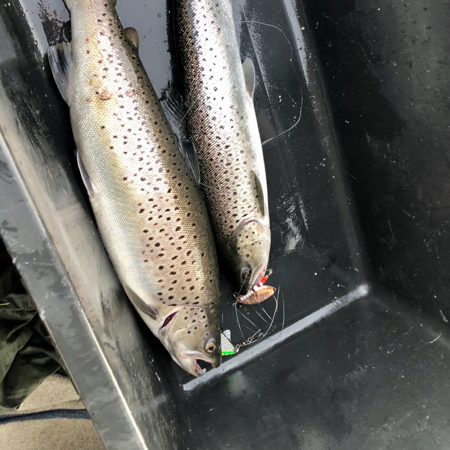 recently logged catches