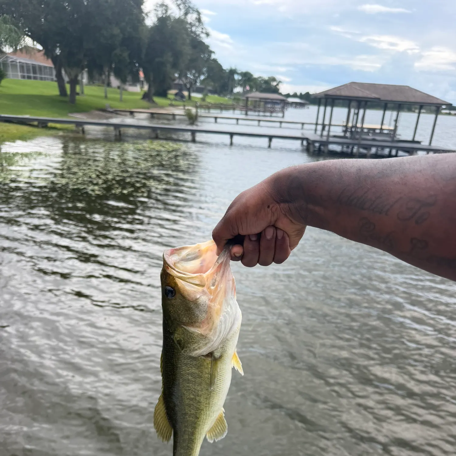 Largemouth bass caught on Fishbrain