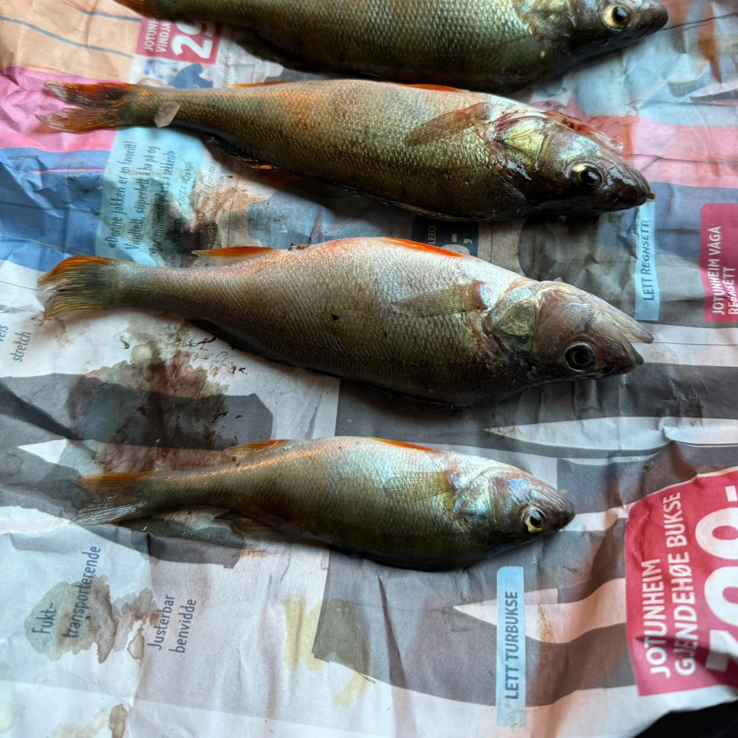 recently logged catches