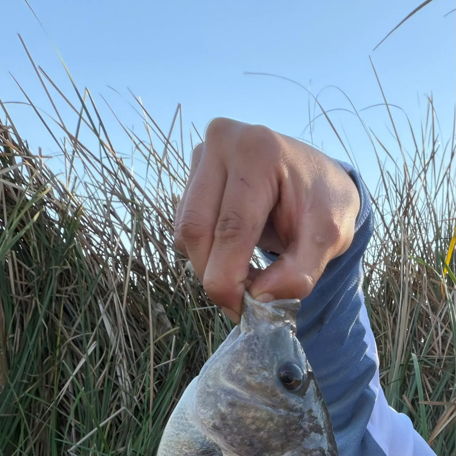 The most recent Nile tilapia catches on Fishbrain