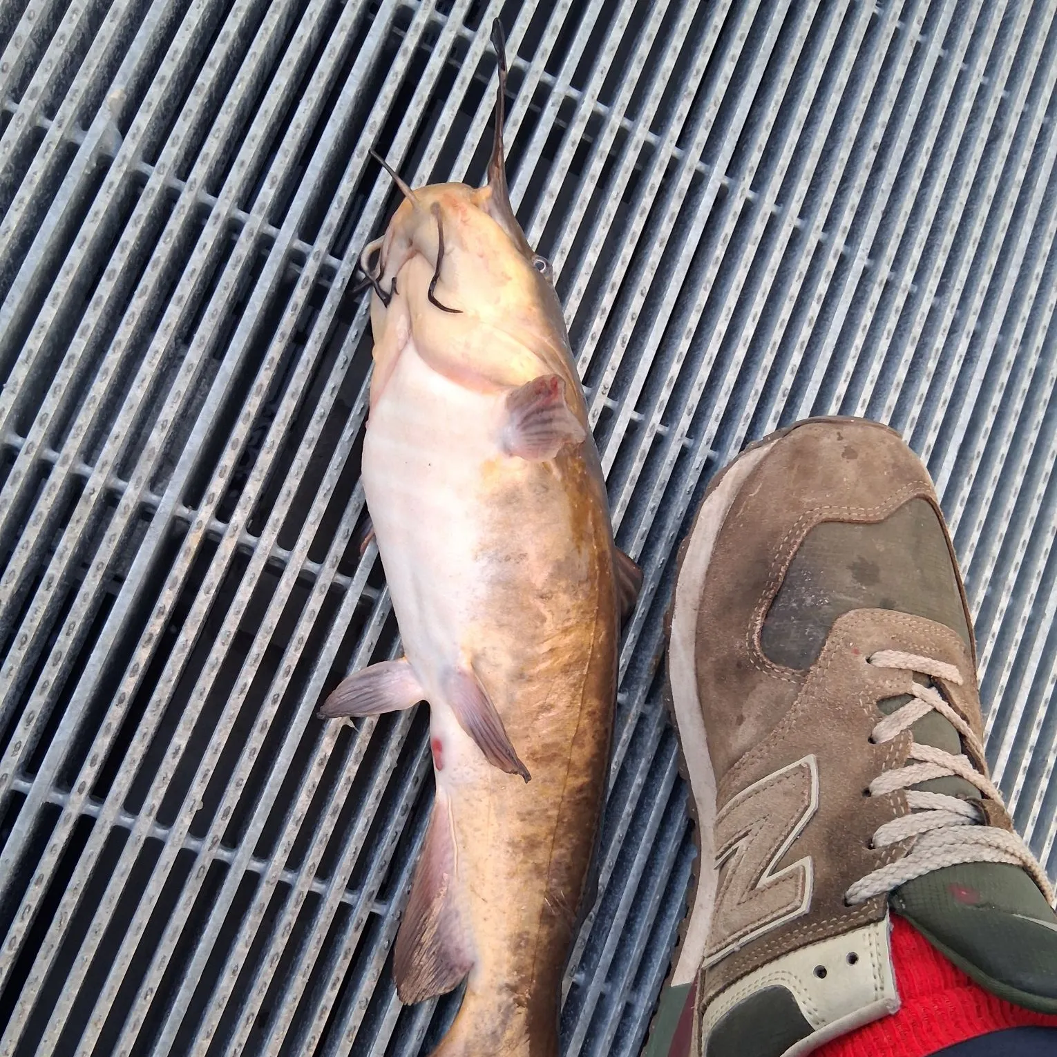 The most recent Brown bullhead catches on Fishbrain