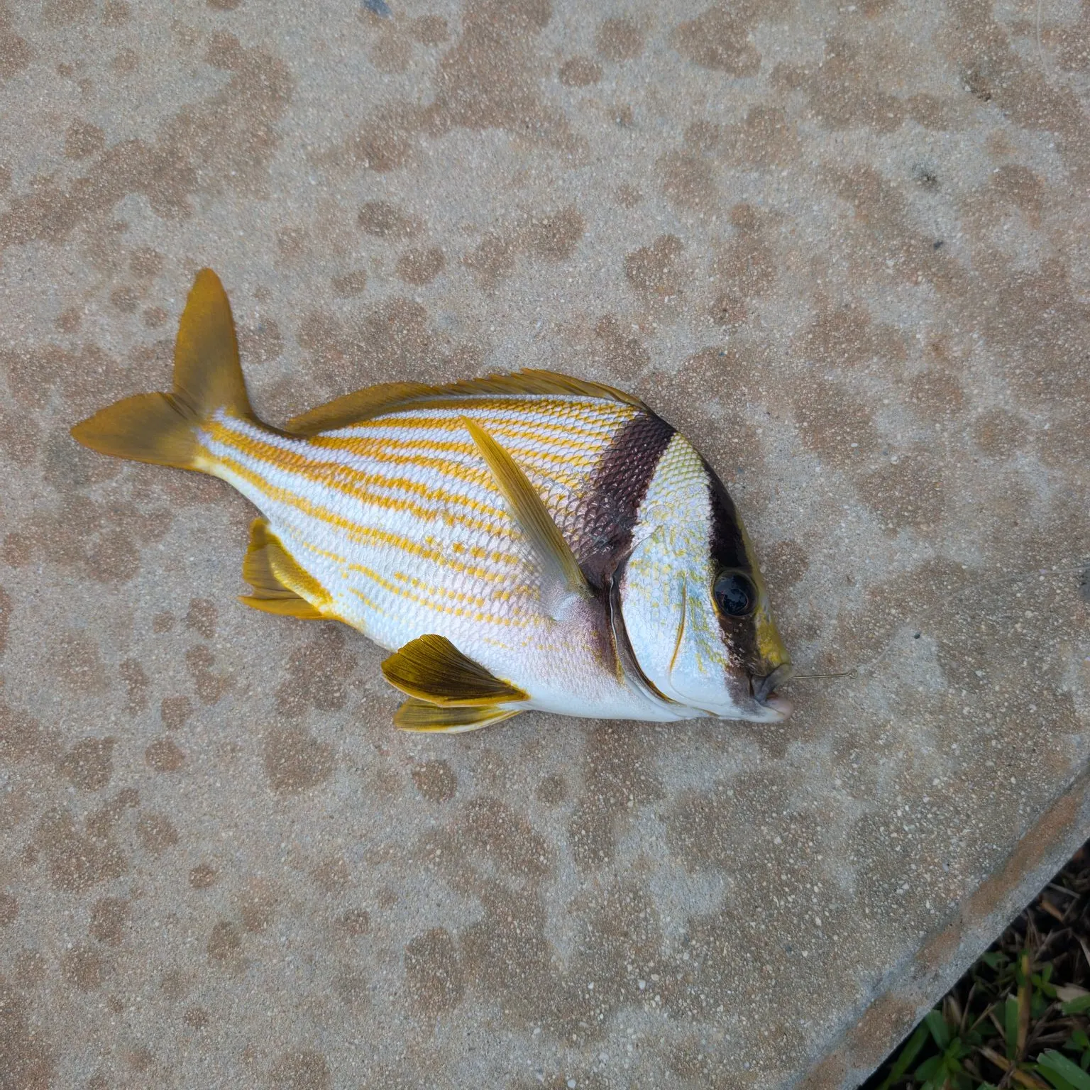 The most recent Atlantic porkfish catches on Fishbrain