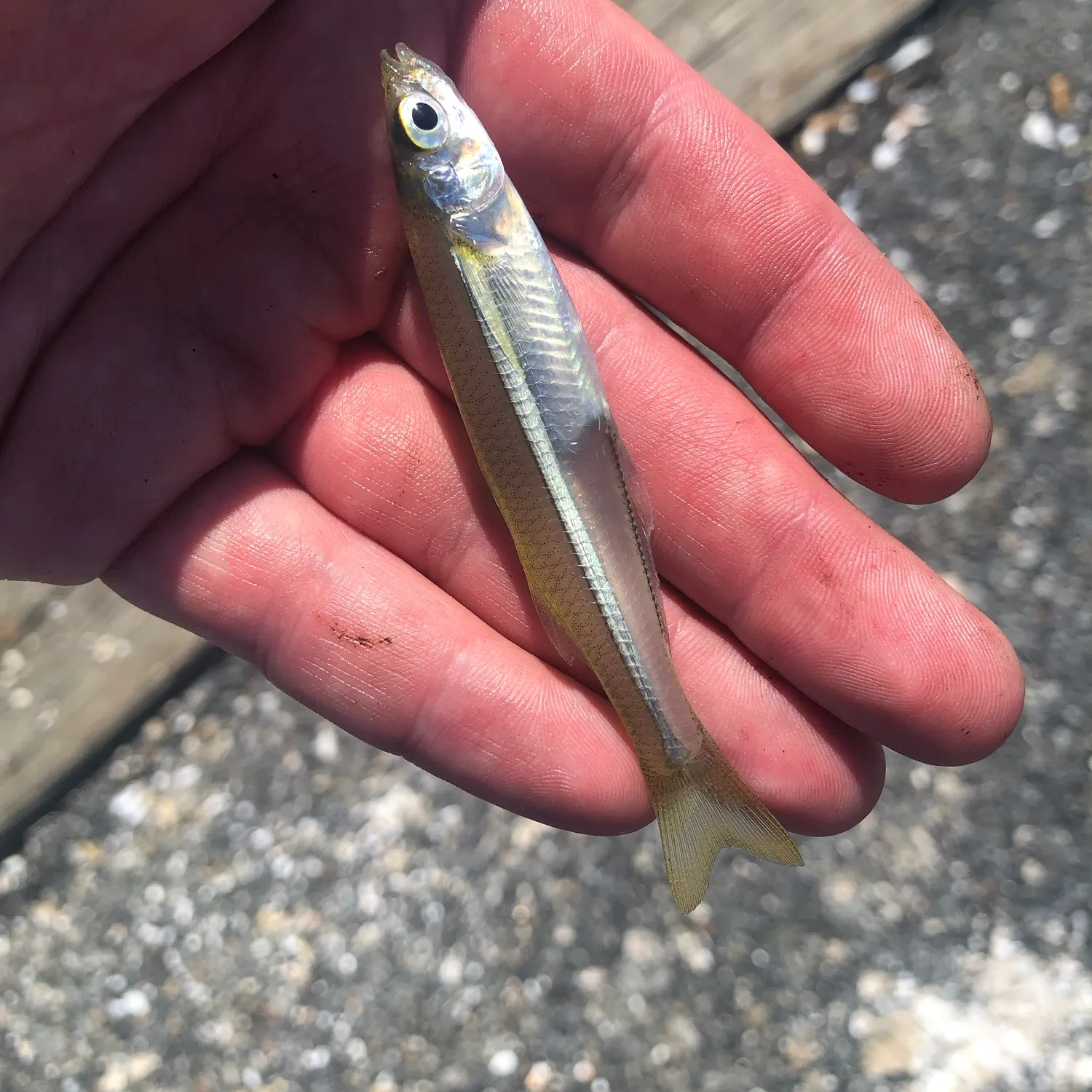 The most recent Atlantic silverside catches on Fishbrain