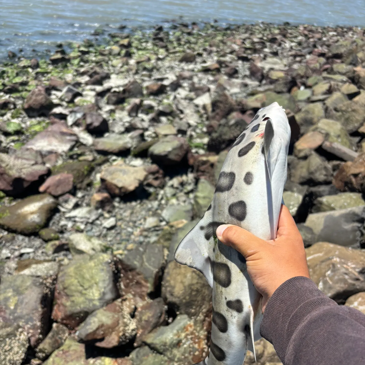 The most recent Leopard shark catches on Fishbrain