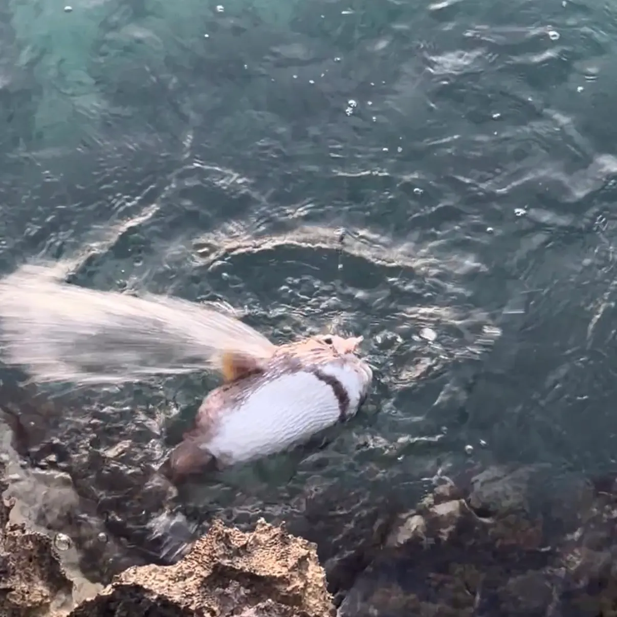 Spot-fin porcupinefish caught on Fishbrain