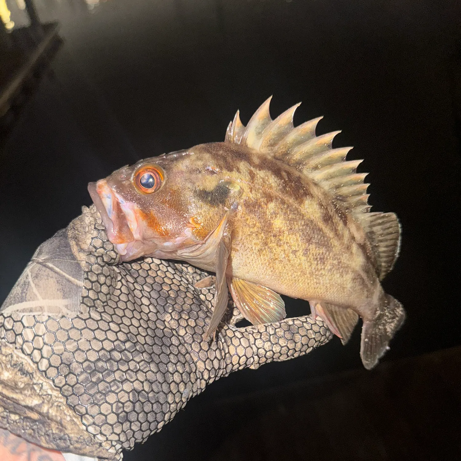 catch