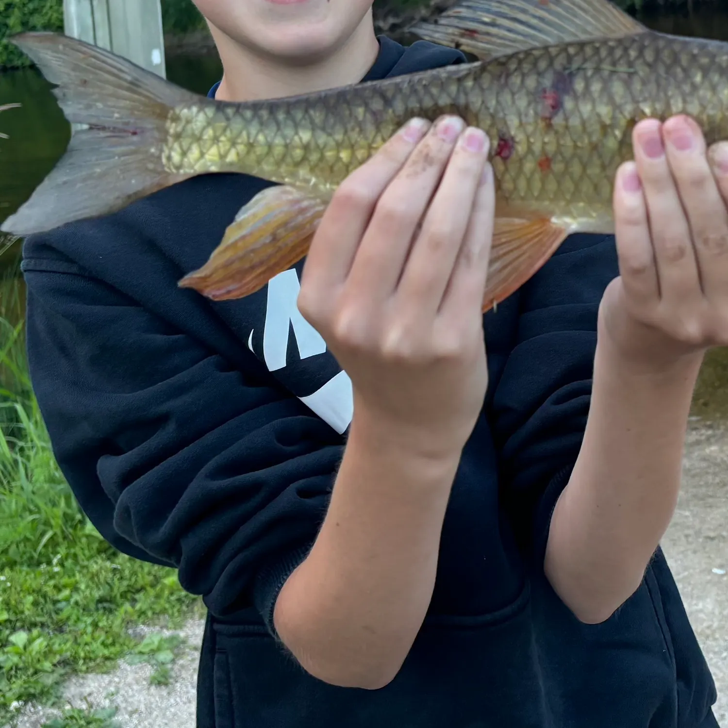The most recent Golden redhorse catches on Fishbrain