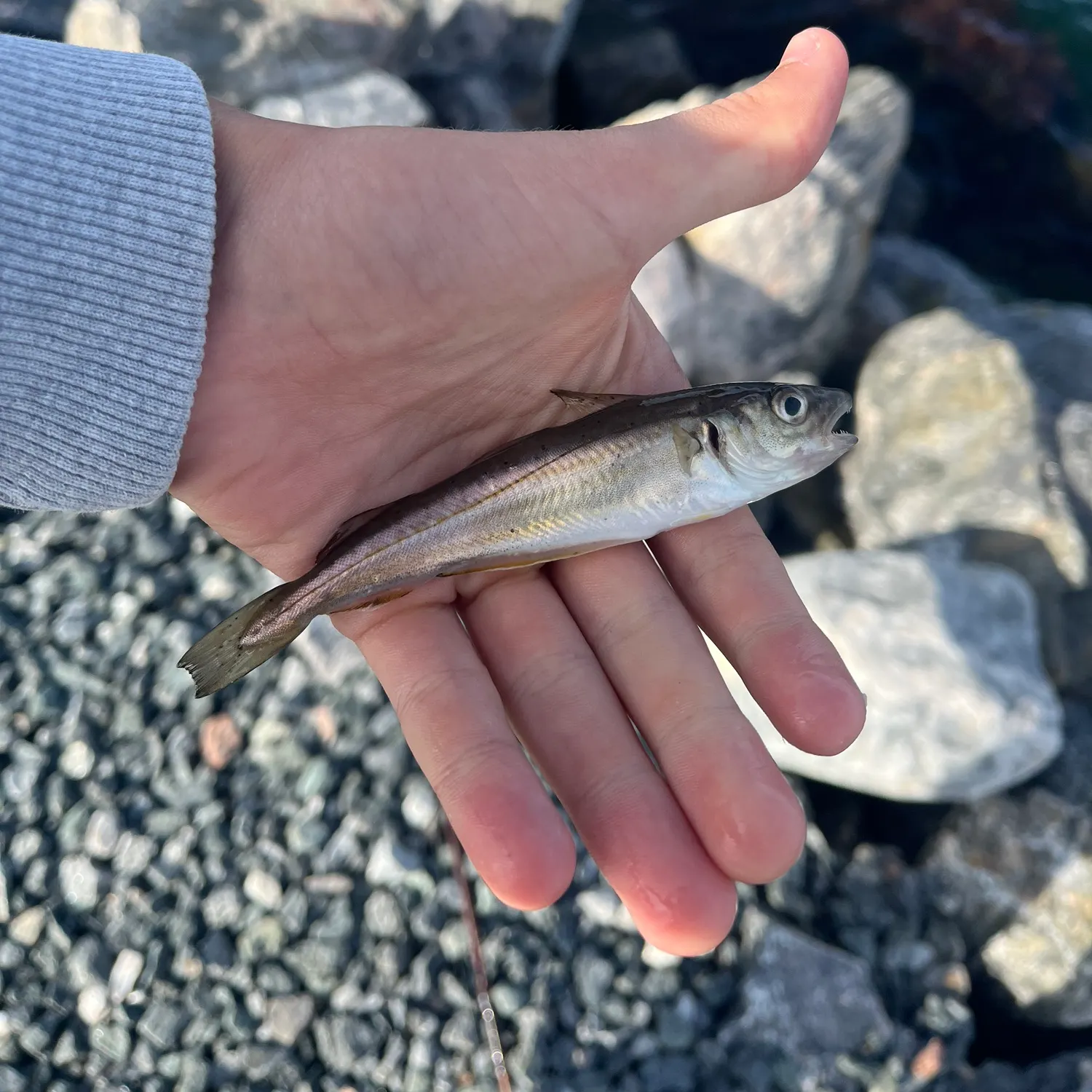 Whiting caught on Fishbrain
