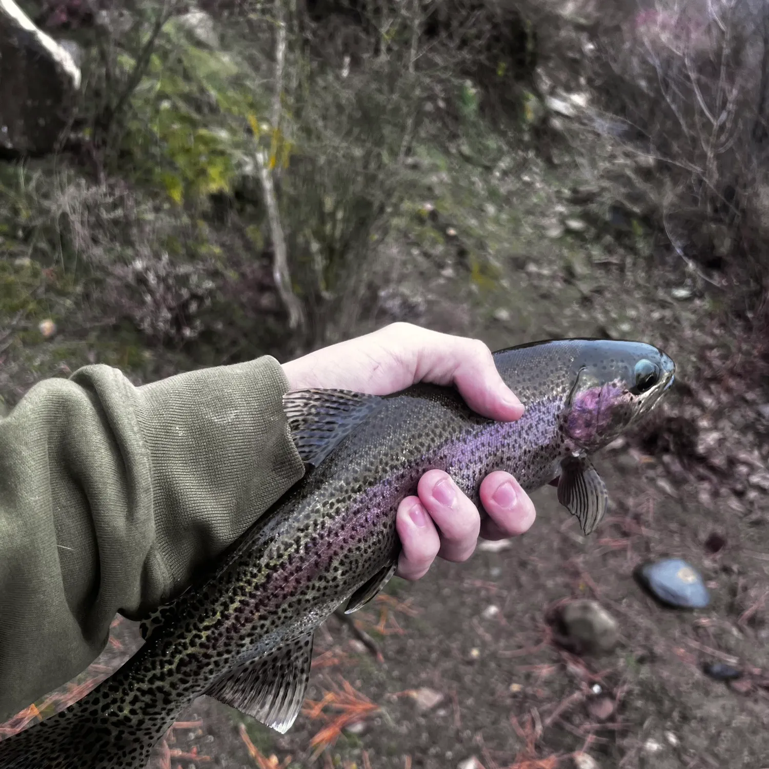 The most recent Columbia river redband trout catches on Fishbrain