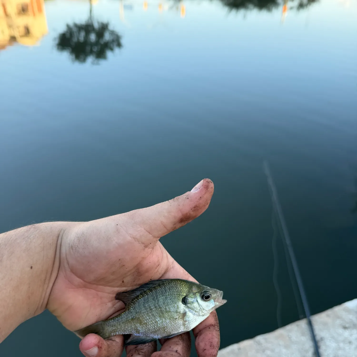 Bluegill caught on Fishbrain