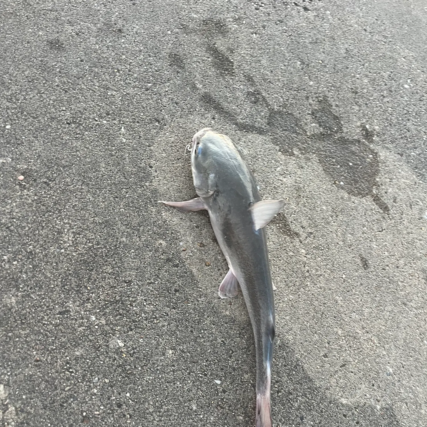 The most recent Hardhead sea catfish catches on Fishbrain
