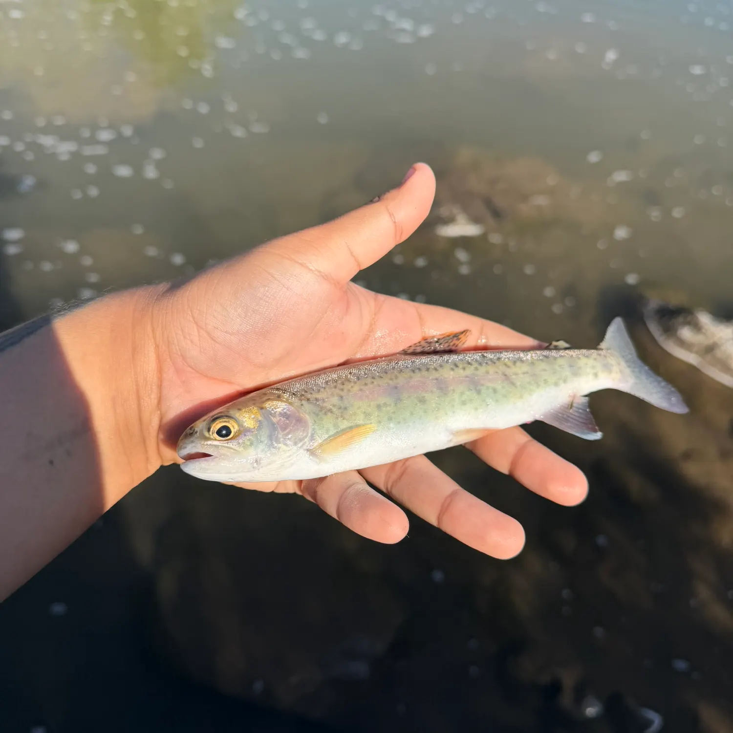 Rainbow trout caught on Fishbrain