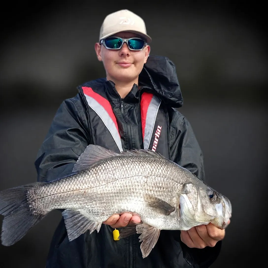 The most recent Estuary perch catches on Fishbrain