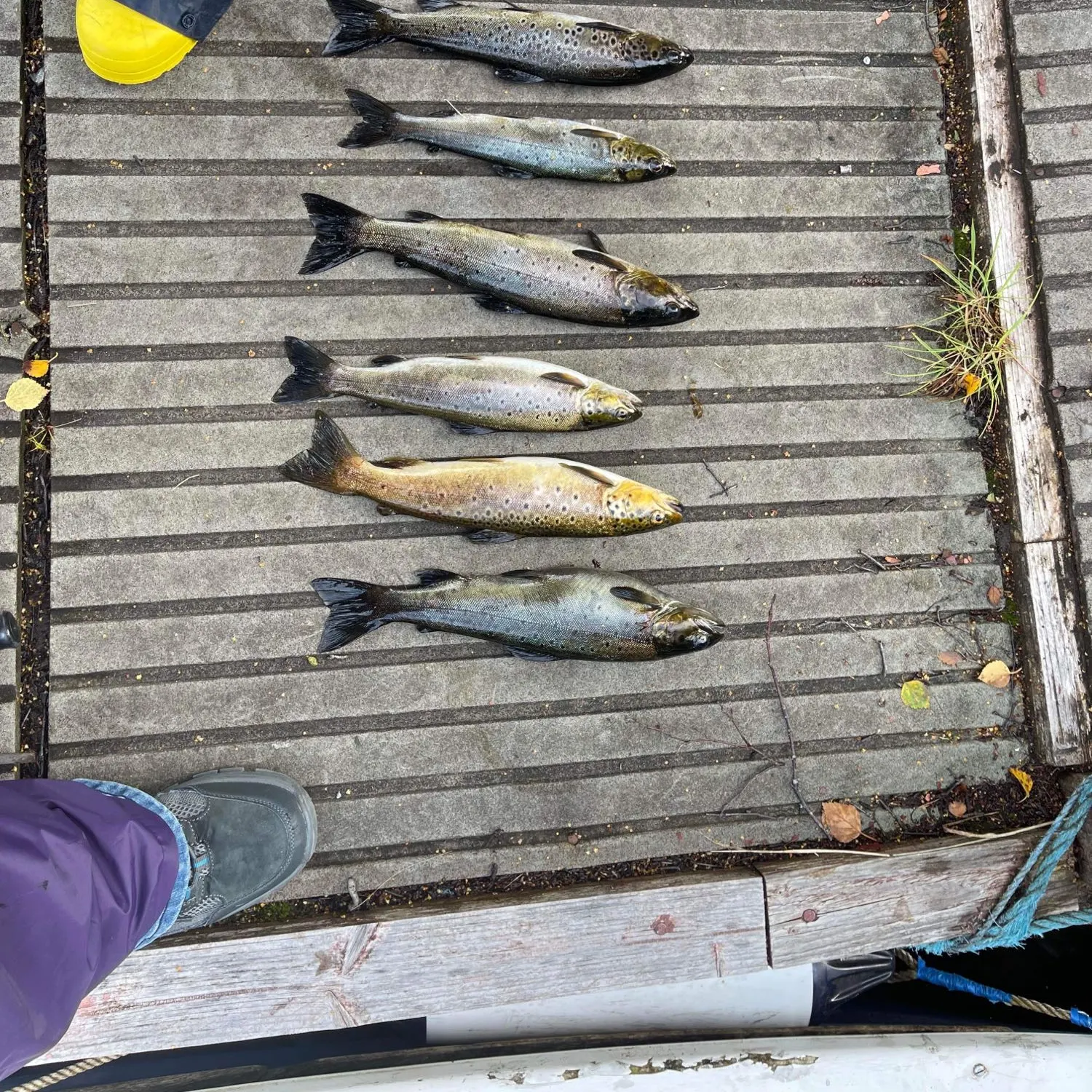 recently logged catches